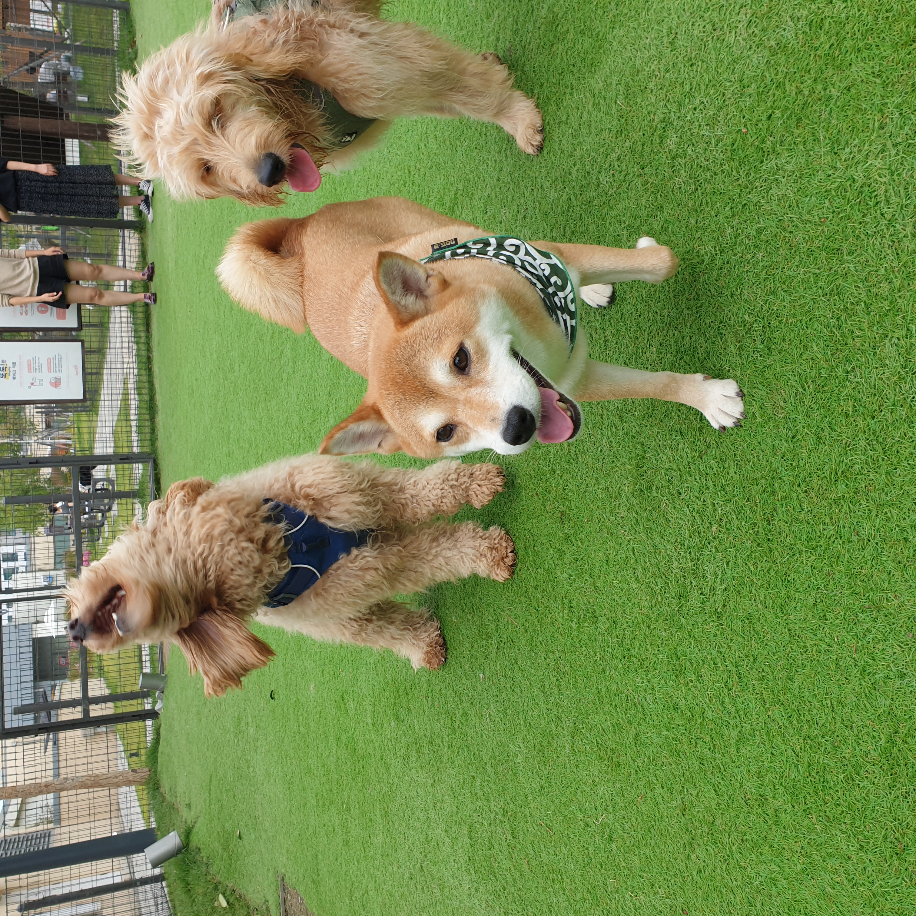 보리와 함께한 1년이 금방 지났네요.