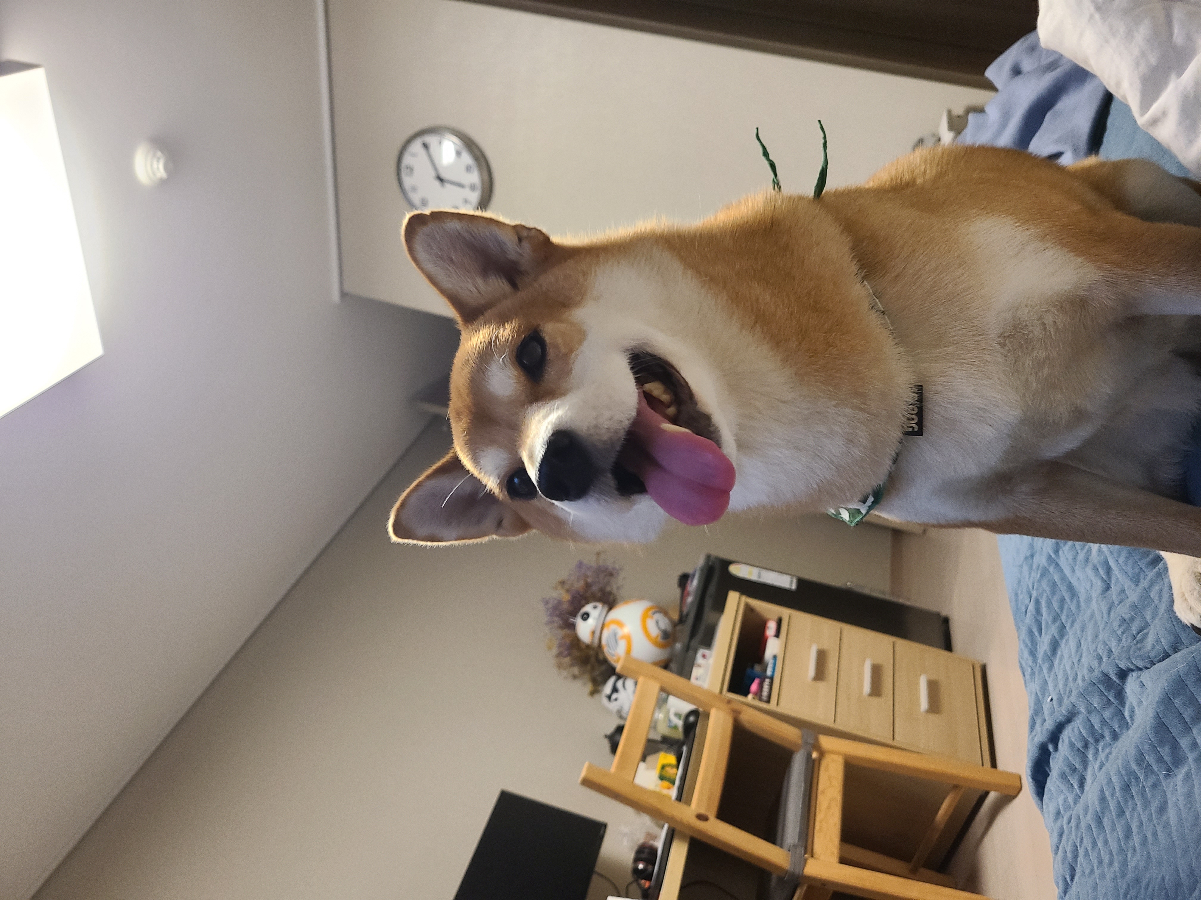 보리와 함께한 1년이 금방 지났네요.