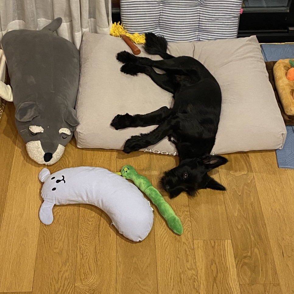 댄과 함께한 시간 3개월 :)