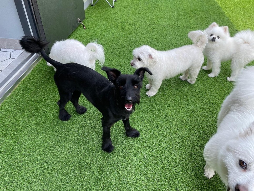 댄과 함께한 시간 3개월 :)