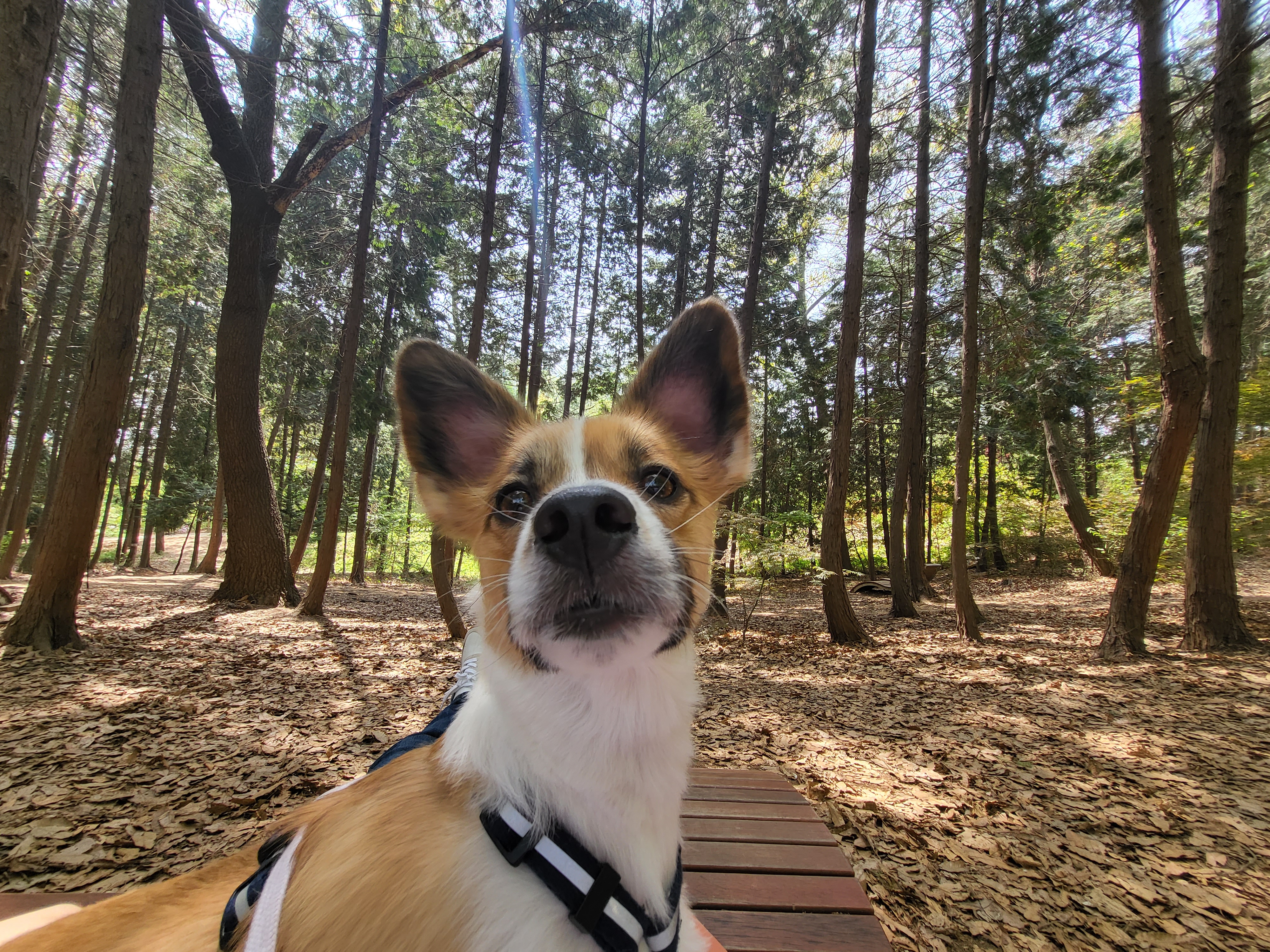 벼리(은오)와함께한지벌써