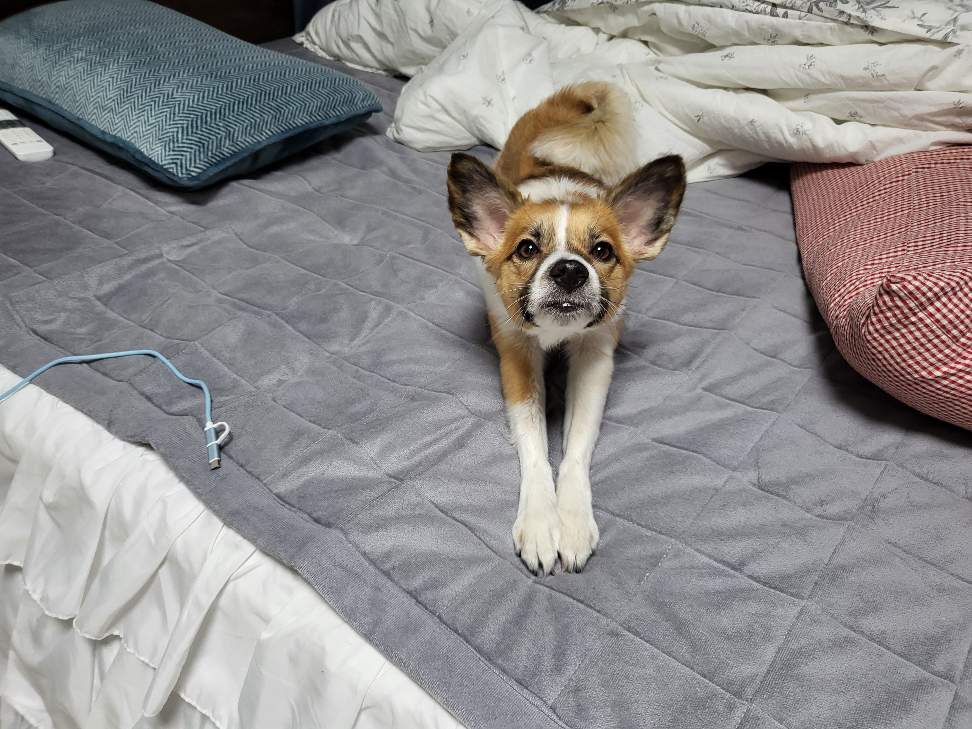 벼리(은오)와함께한지벌써