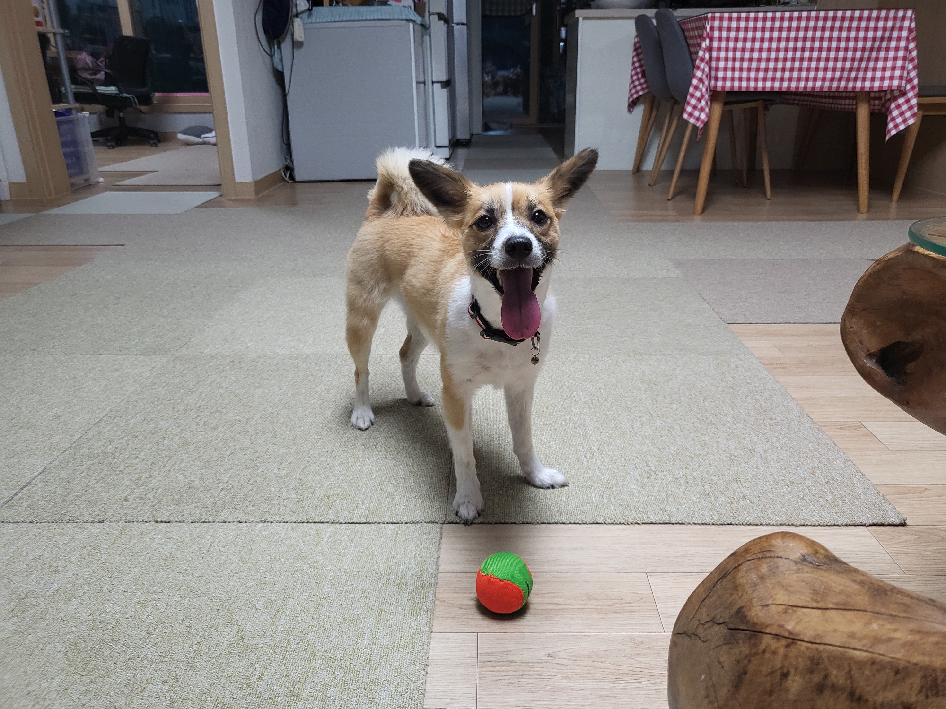 벼리(은오)와함께한지벌써