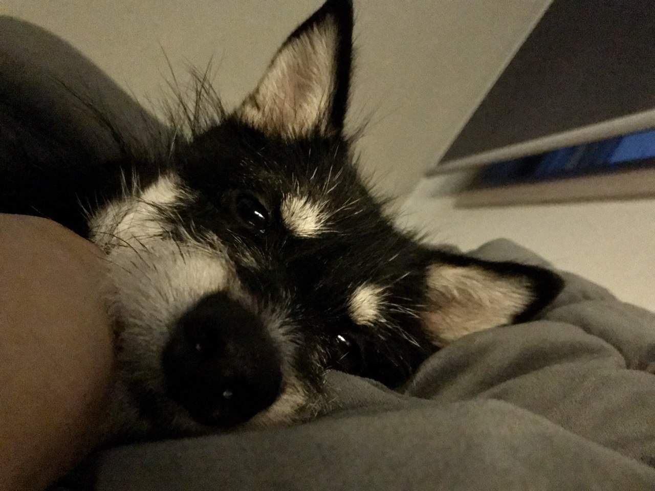 두송이와 함께 한달!