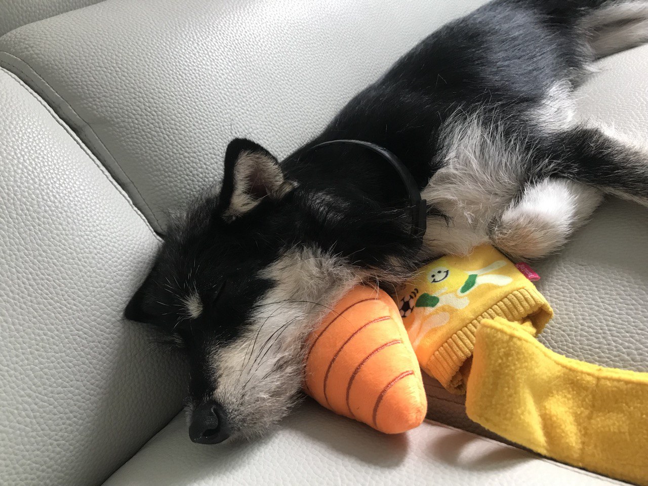 두송이와 함께 한달!