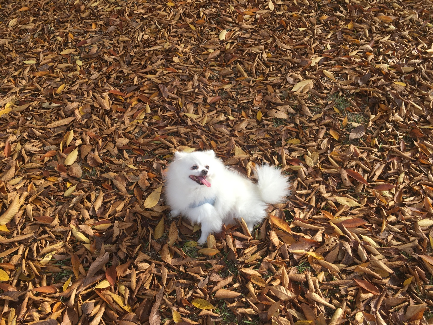 토토랑 구름선생 일상