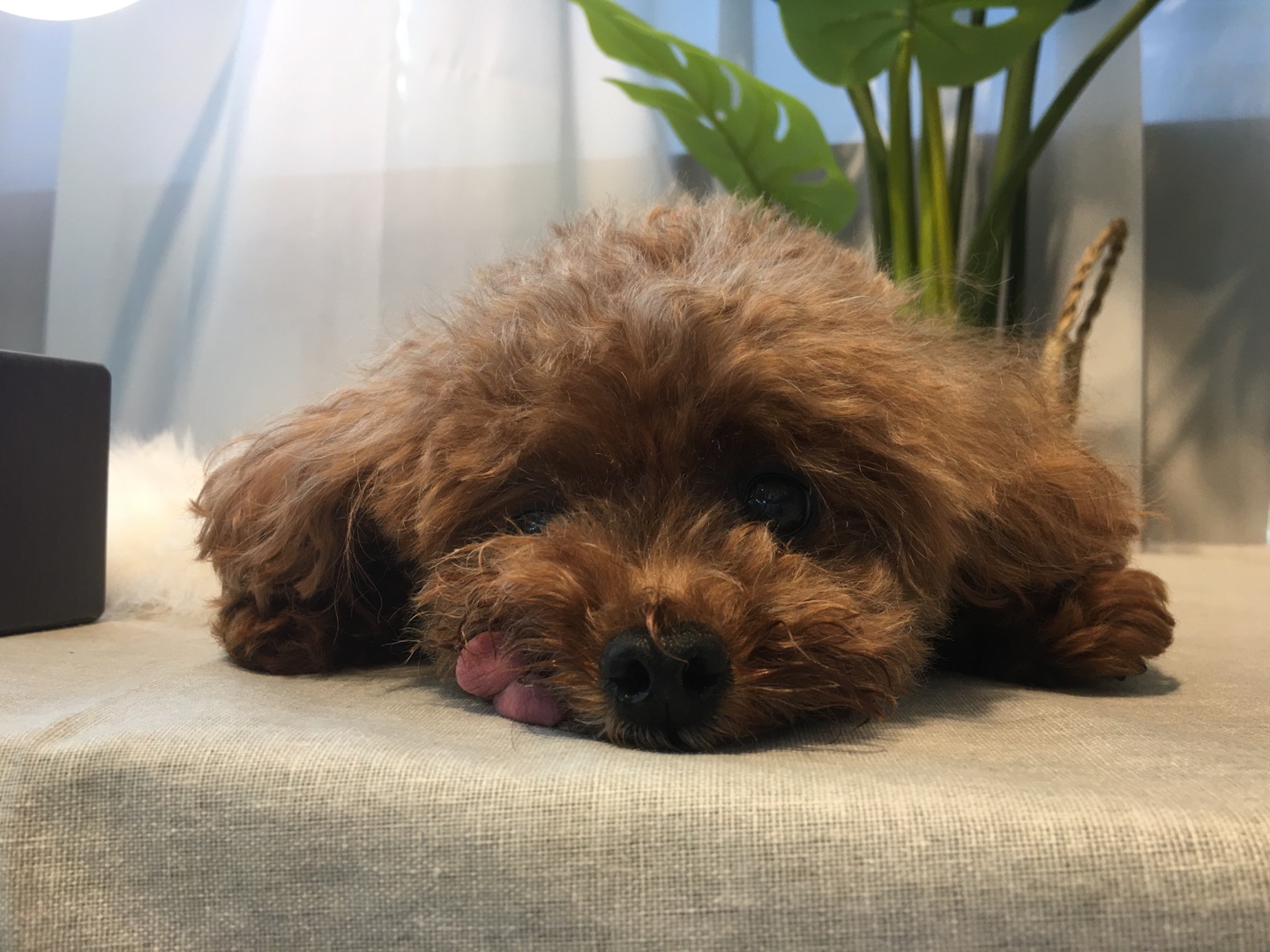 토토랑 구름선생 일상