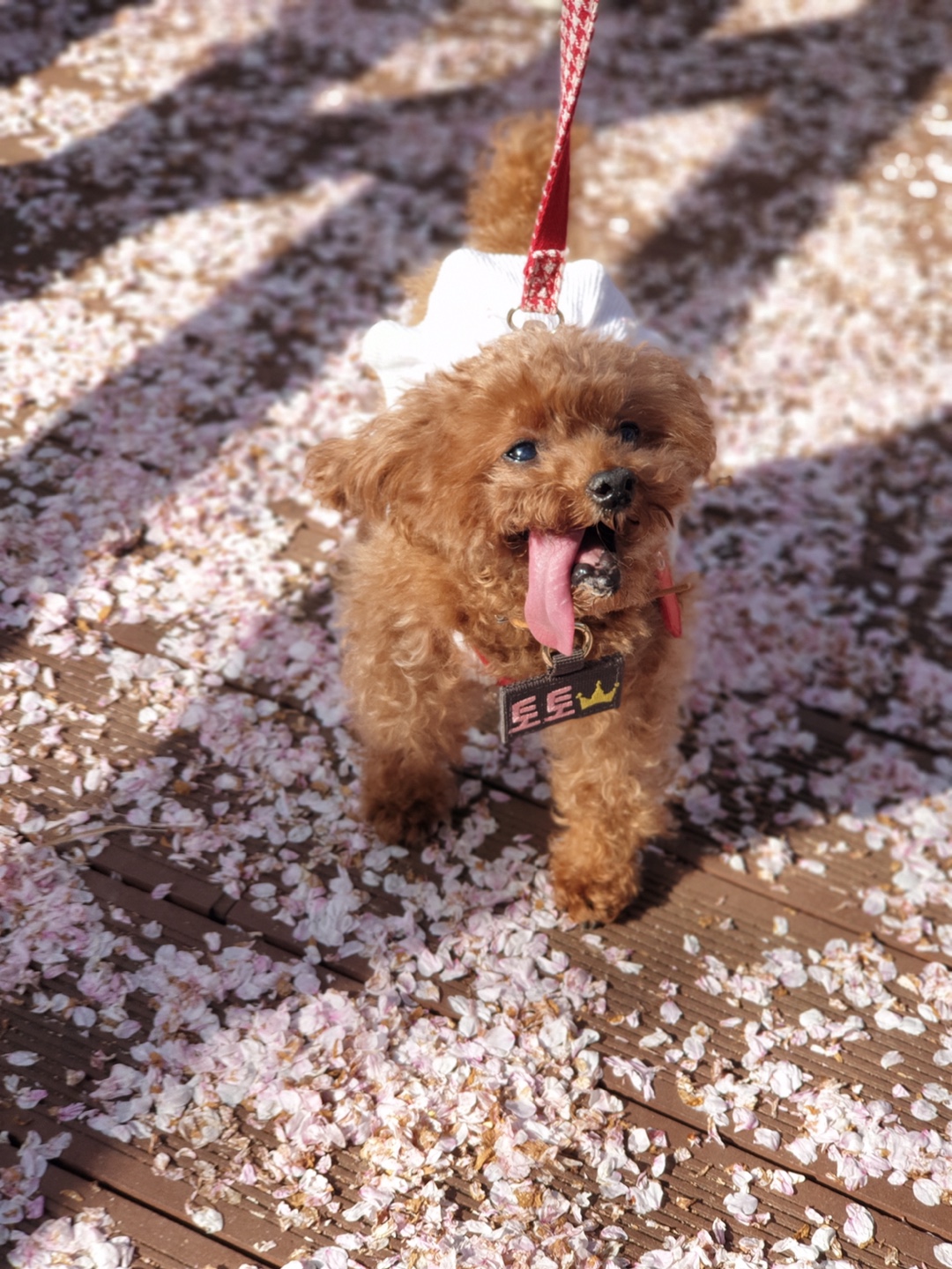 토토랑 구름선생 일상