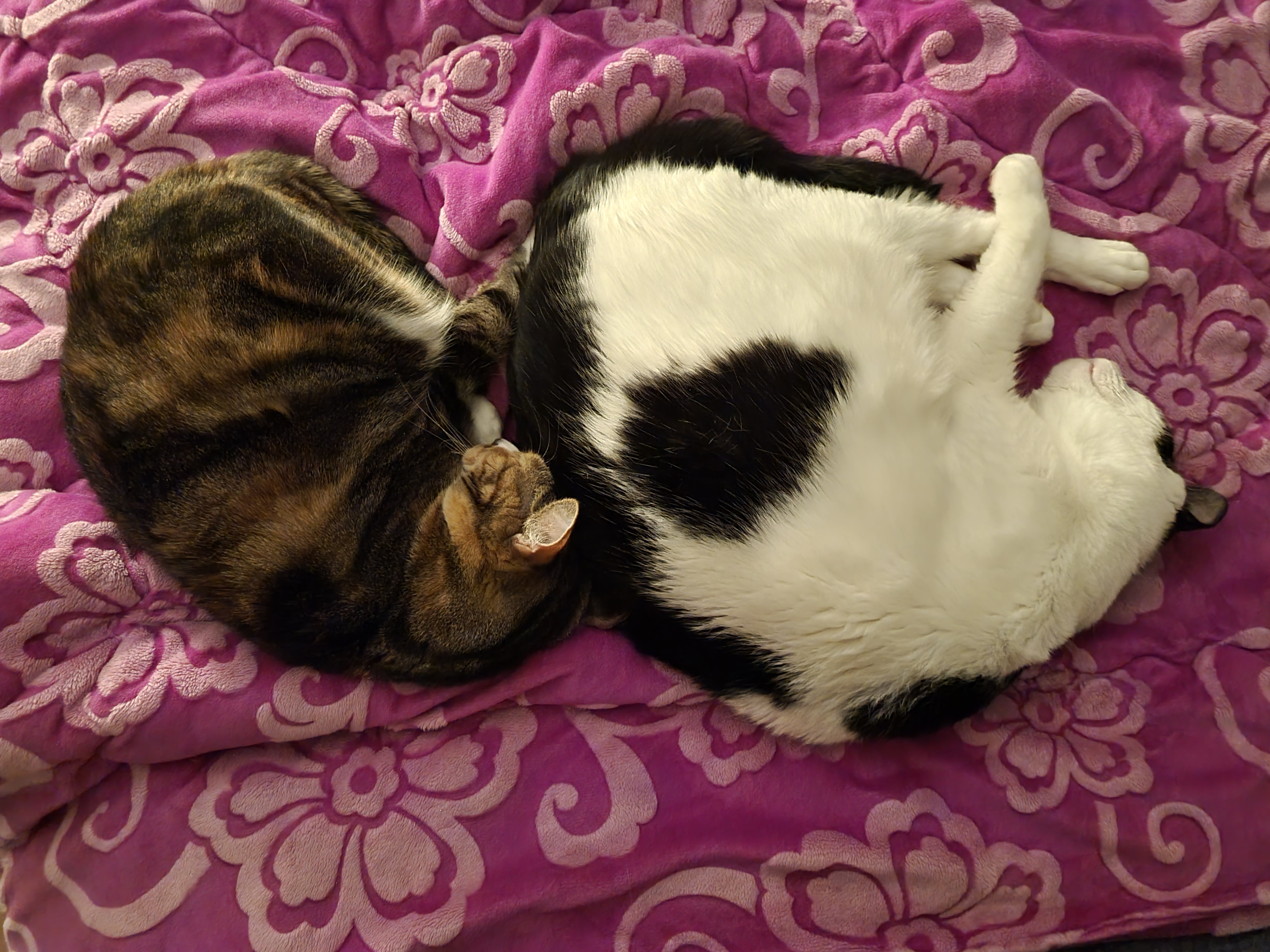 체리(오로라)와 코코(피터팬) 입양 3주년 후기입니다~