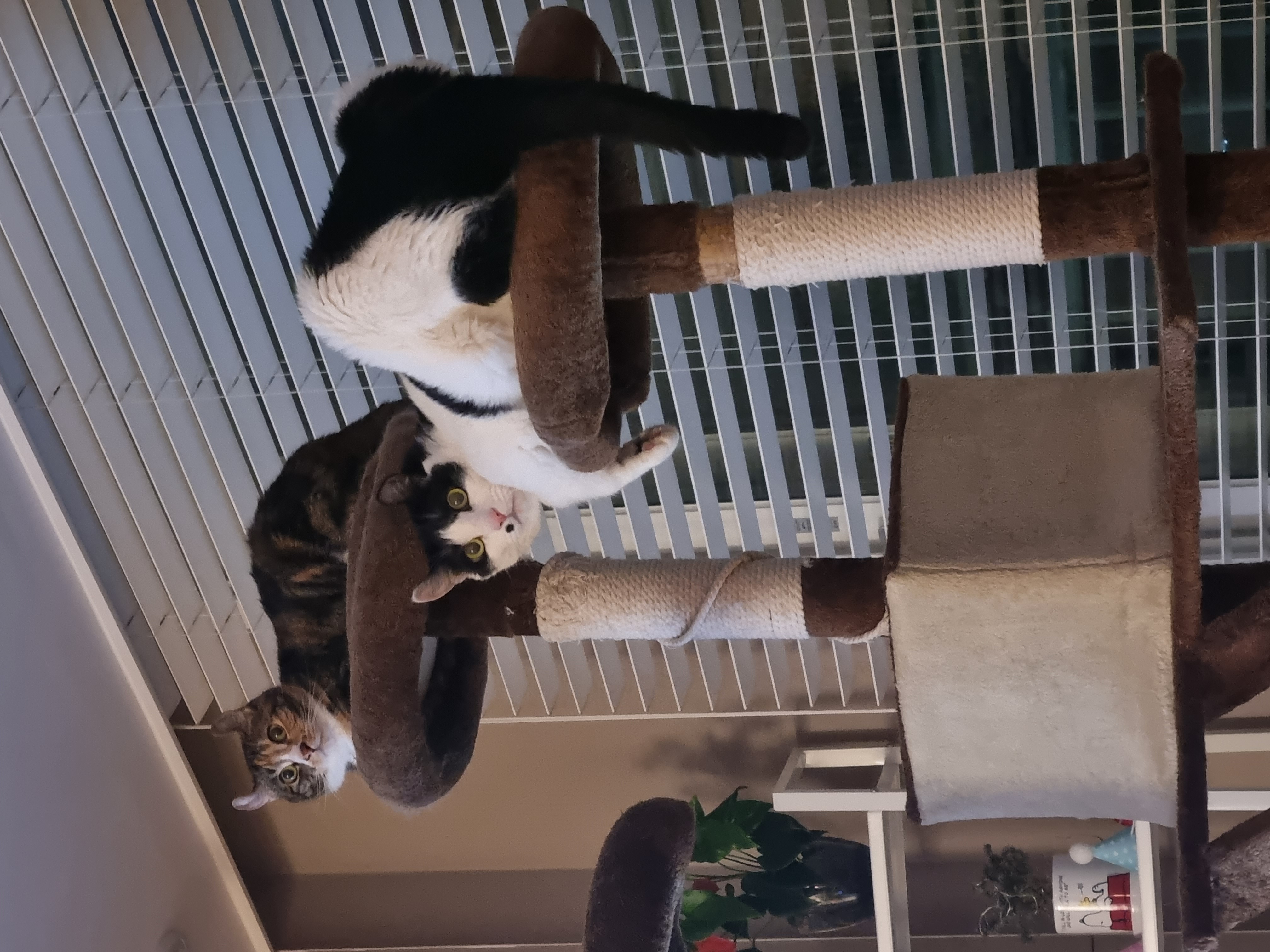 체리(오로라)와 코코(피터팬) 입양 3주년 후기입니다~