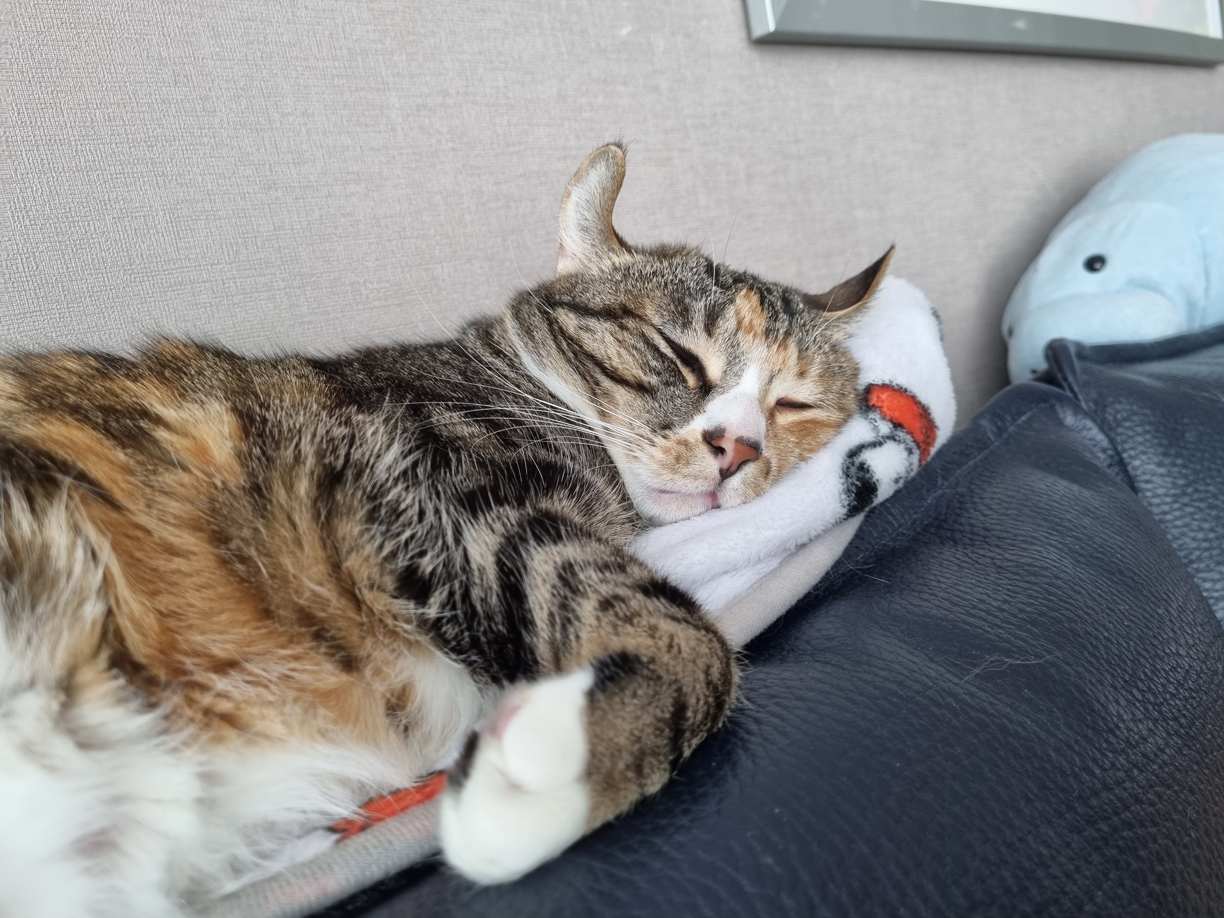 체리(오로라)와 코코(피터팬) 입양 3주년 후기입니다~