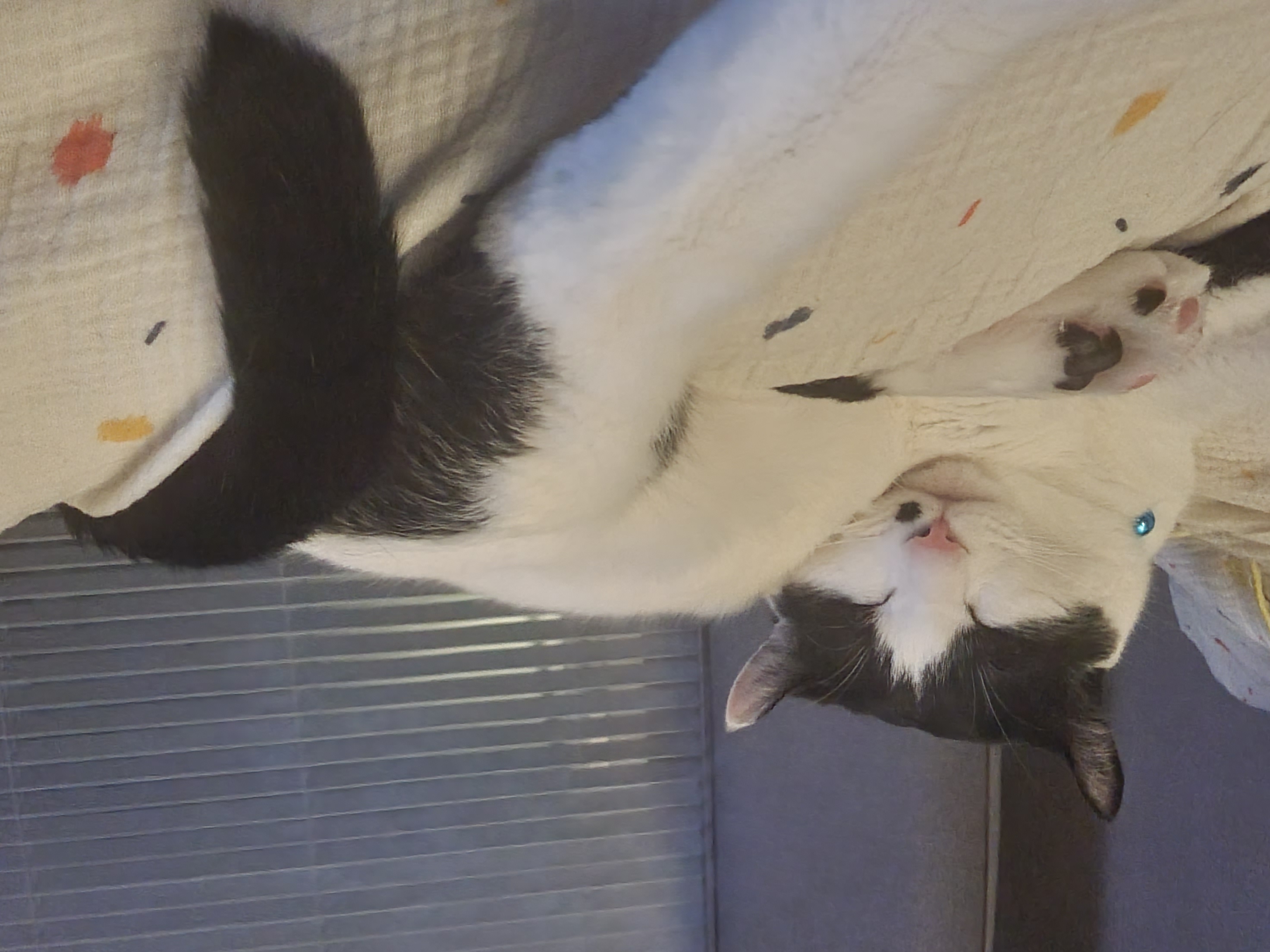 체리(오로라)와 코코(피터팬) 입양 3주년 후기입니다~