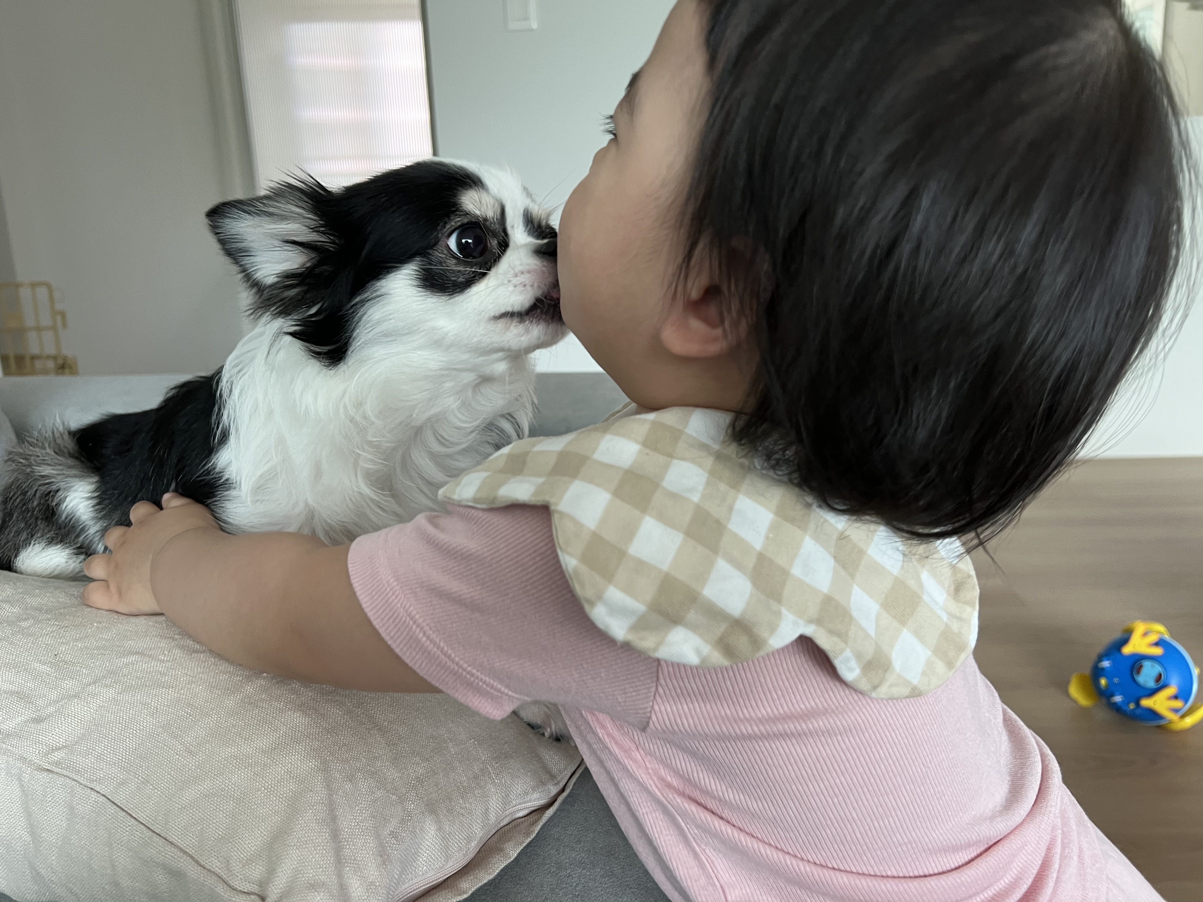 봄(평택치와와 태태) 입양 3주년 후기