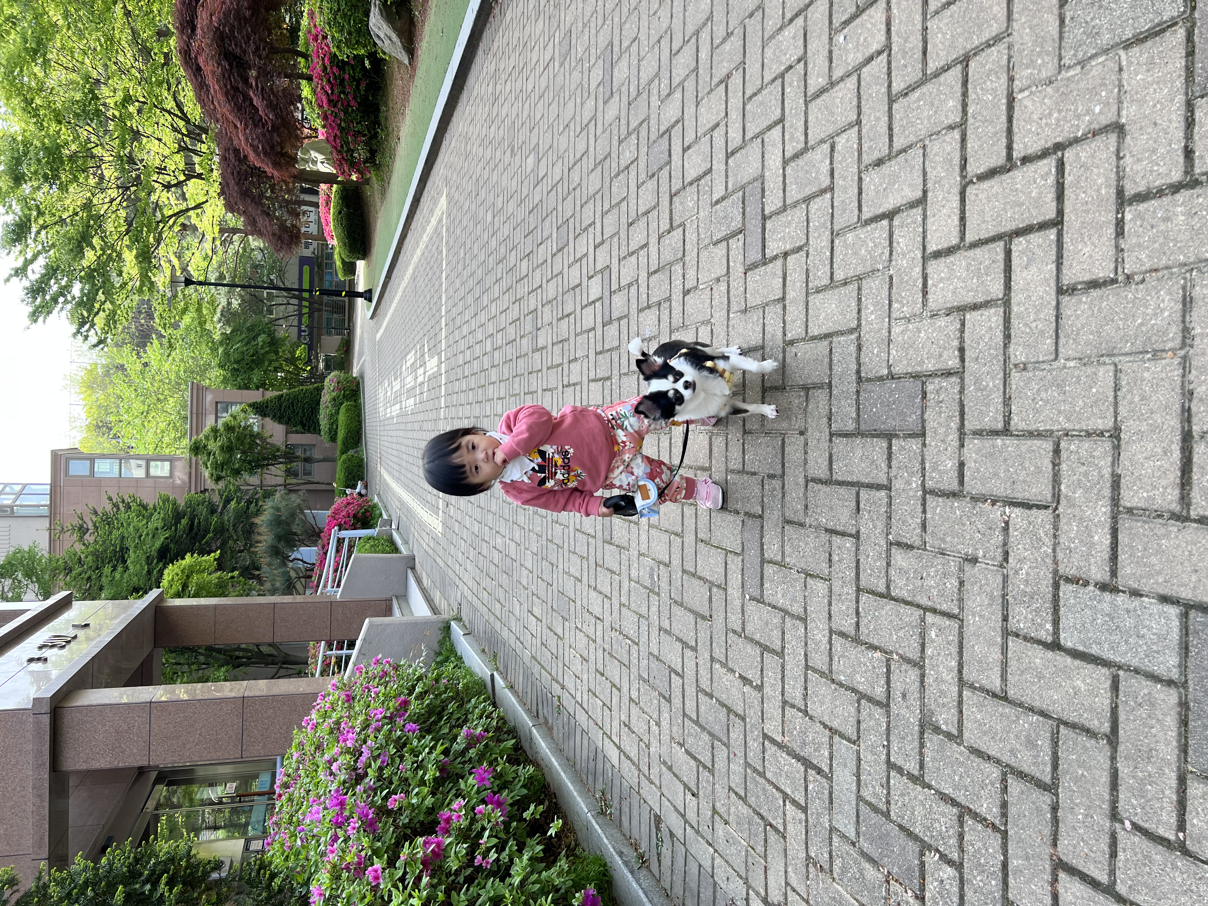 봄(평택치와와 태태) 입양 3주년 후기