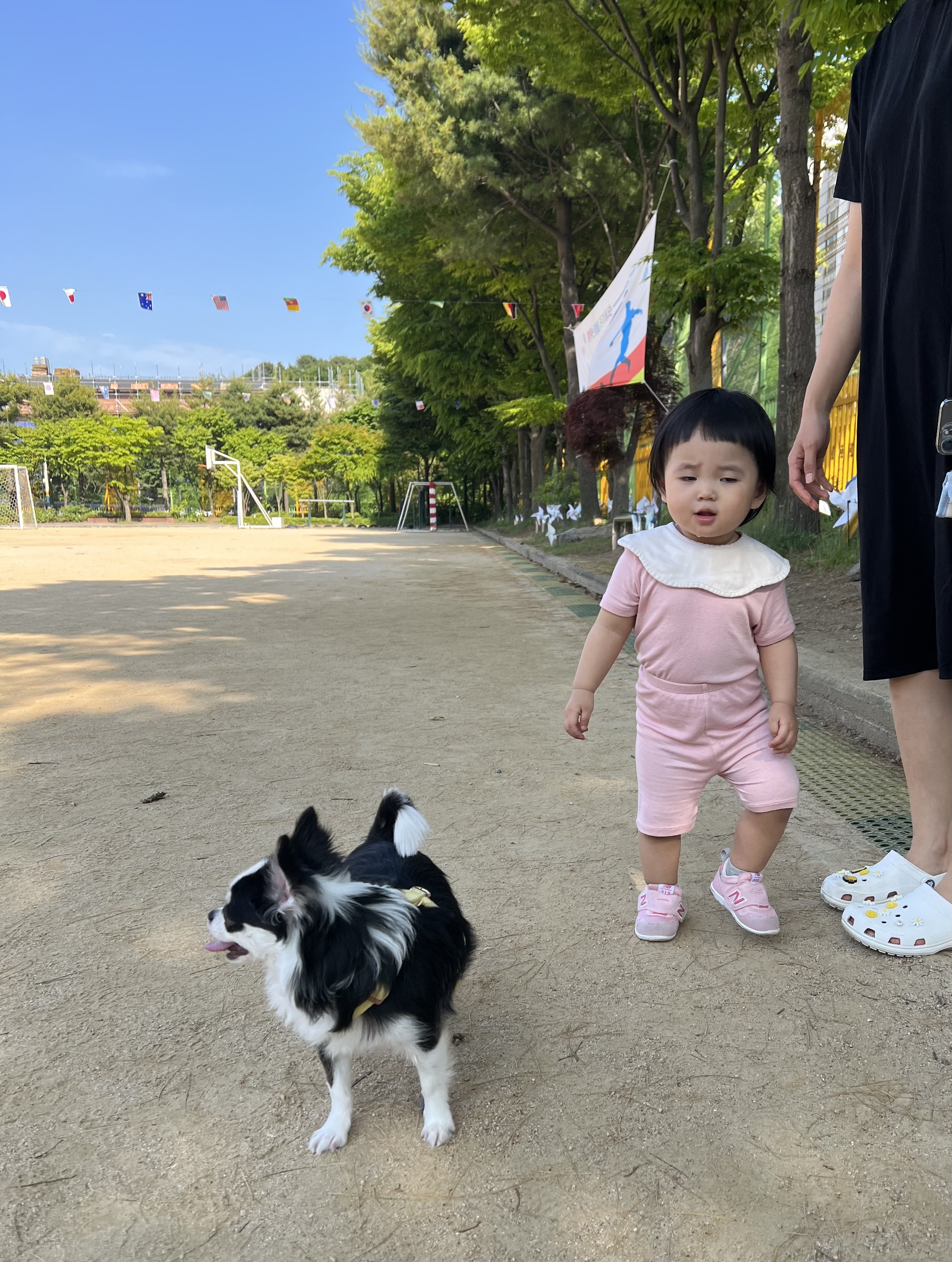 봄(평택치와와 태태) 입양 3주년 후기