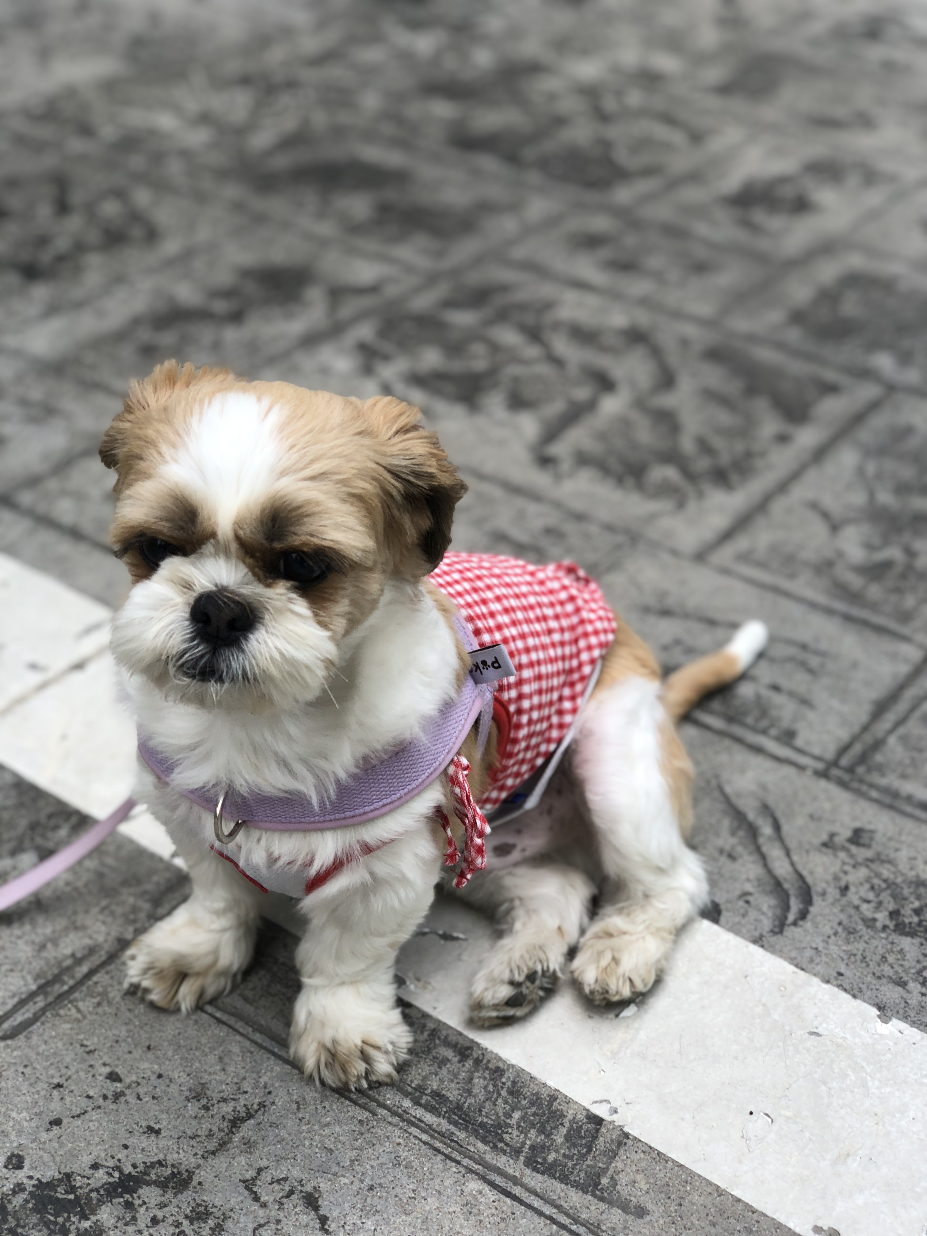 천진이와 112일째