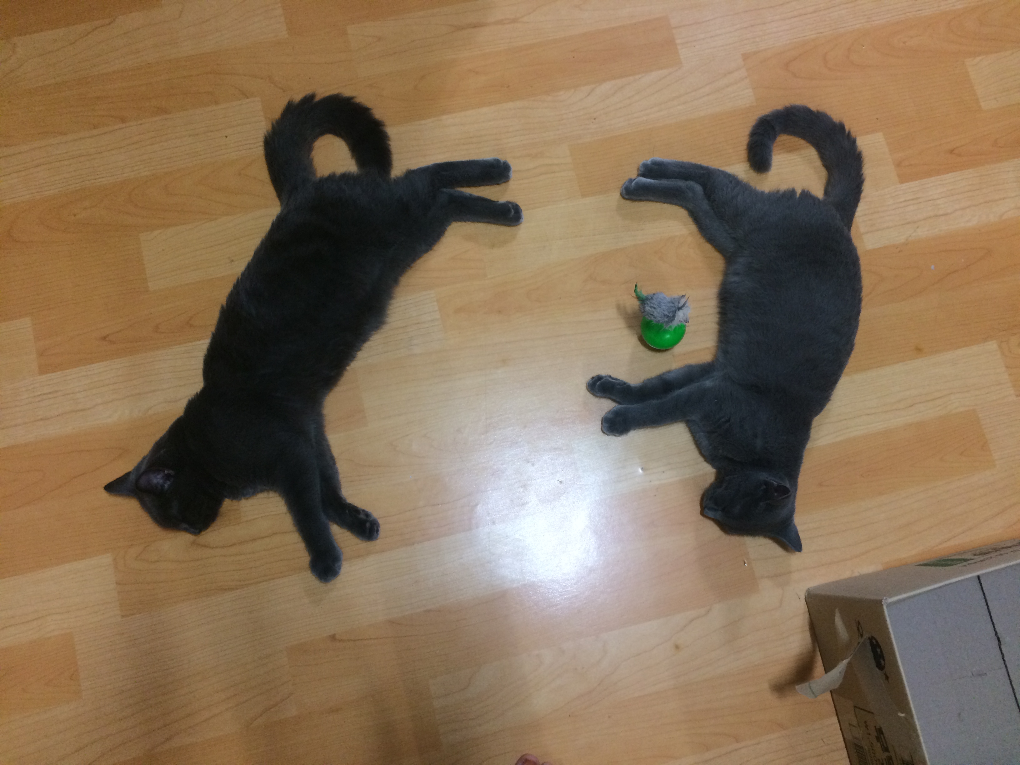 유키(이쁜이) 근황입니다 