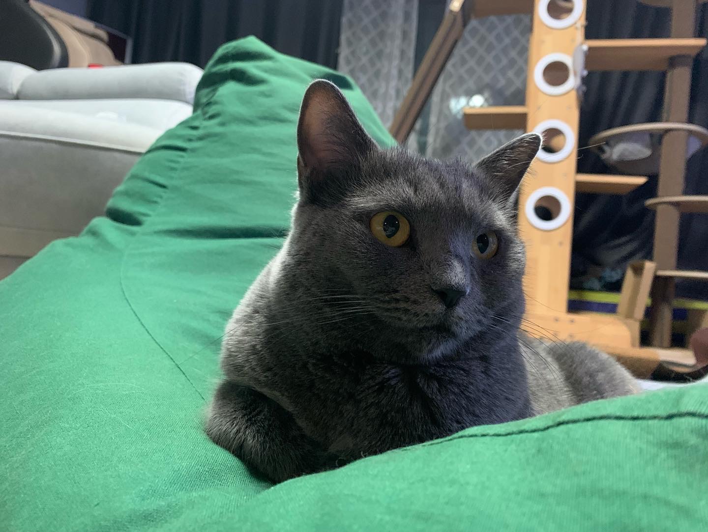 유키(이쁜이) 근황입니다 