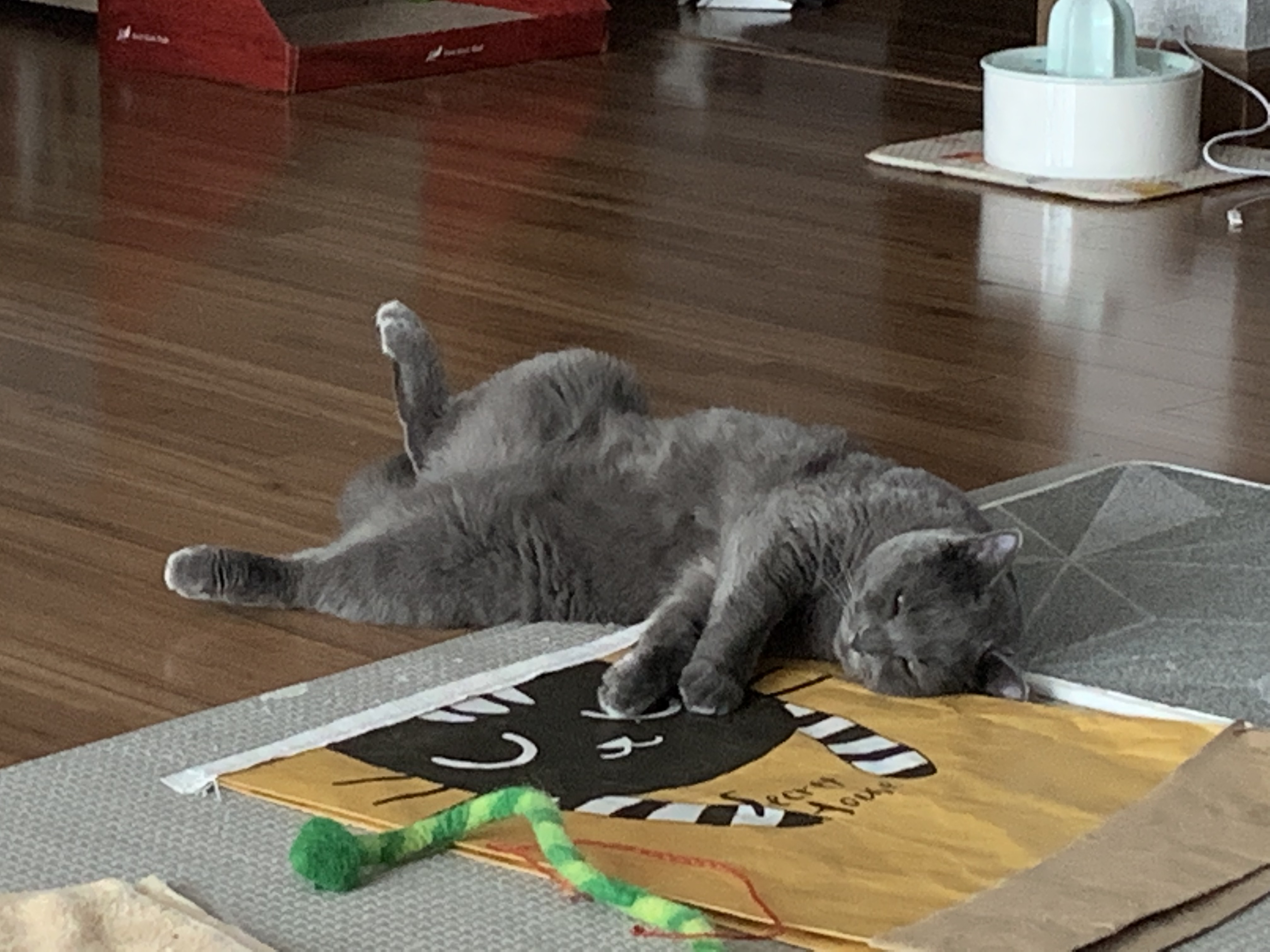 유키(이쁜이) 근황입니다 