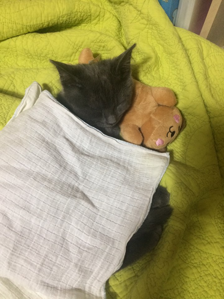 유키(이쁜이) 근황입니다 