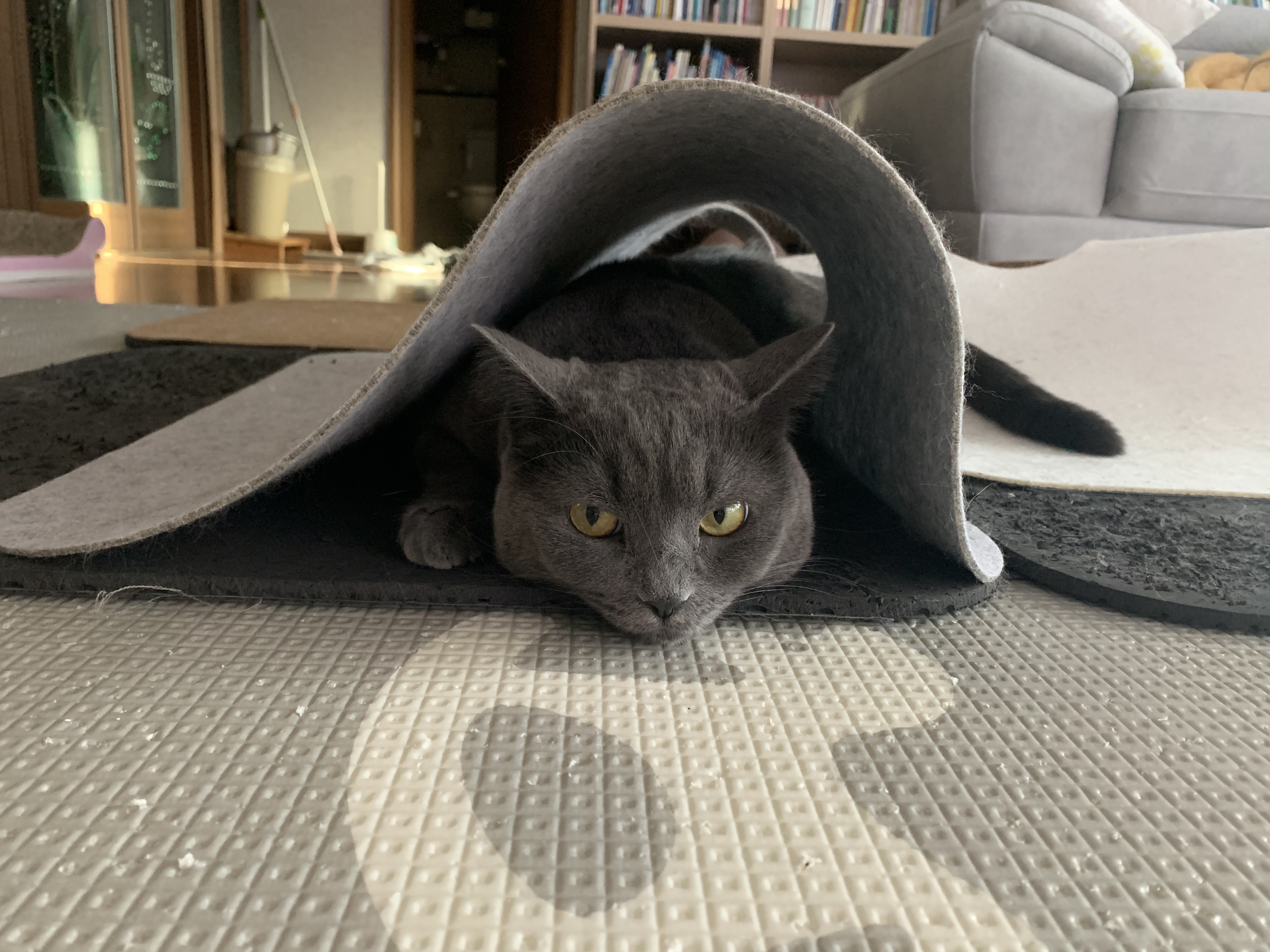 유키(이쁜이) 근황입니다 