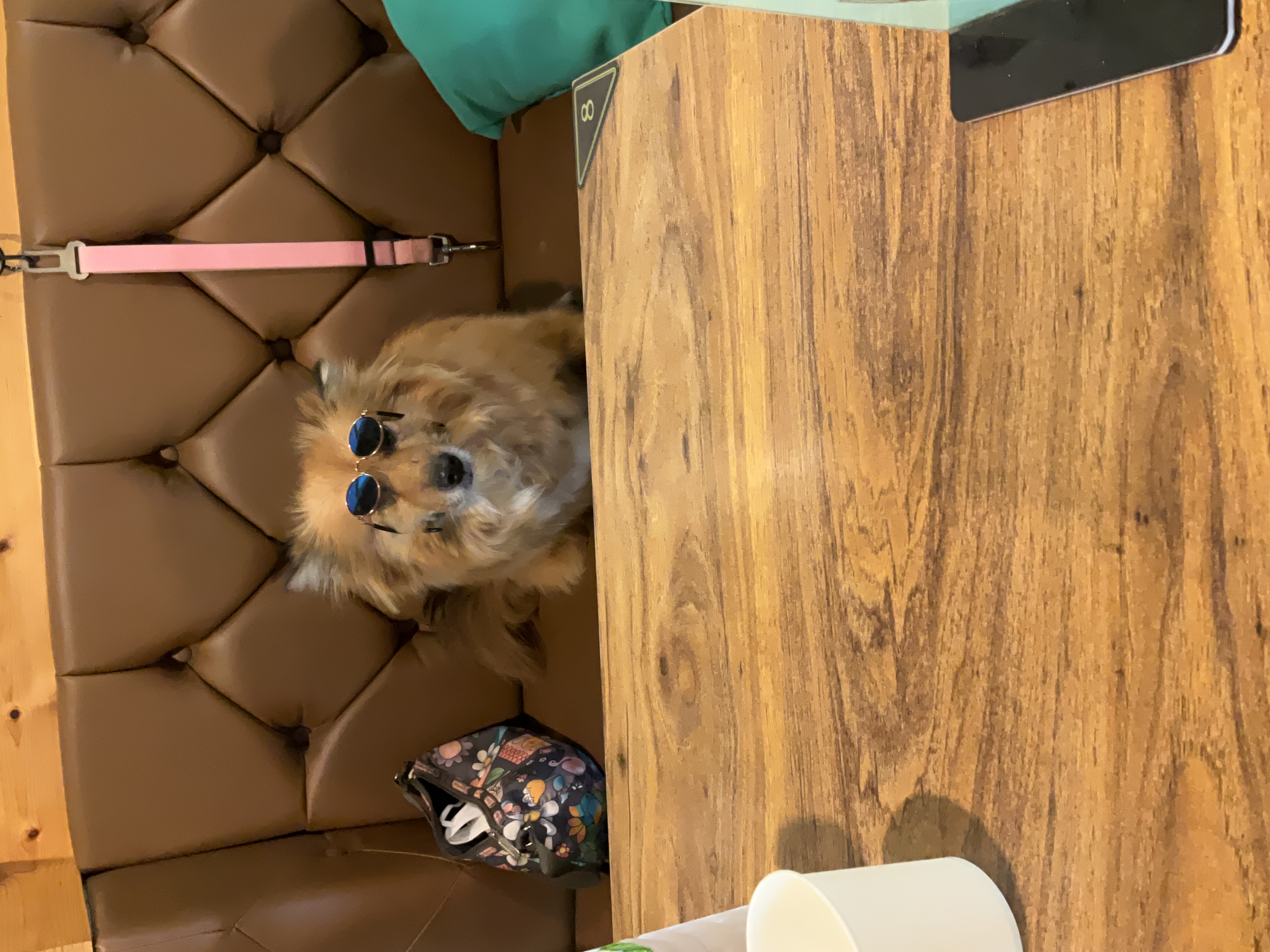 쫑이 입양5주년 후기