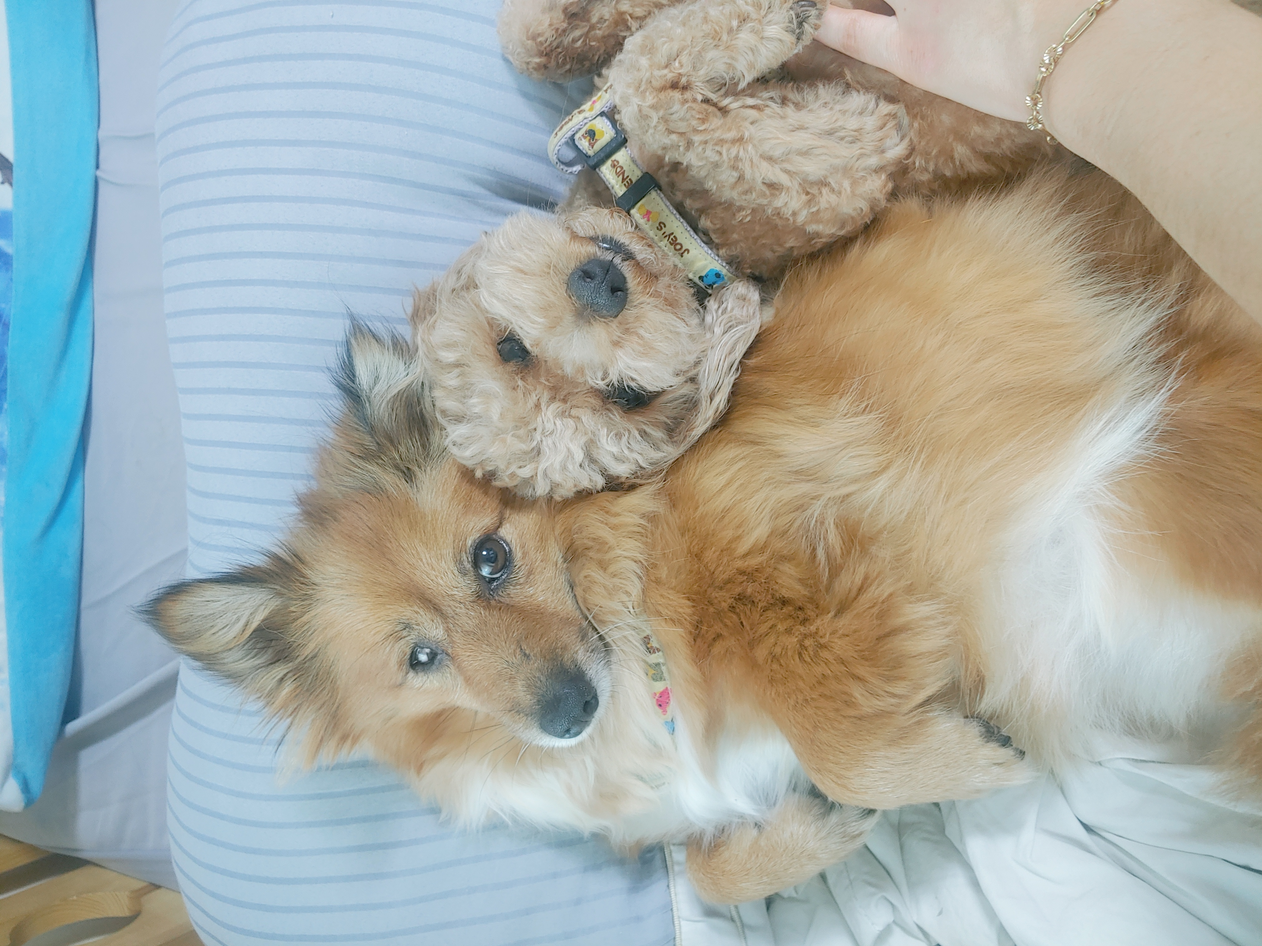 쫑이 입양5주년 후기