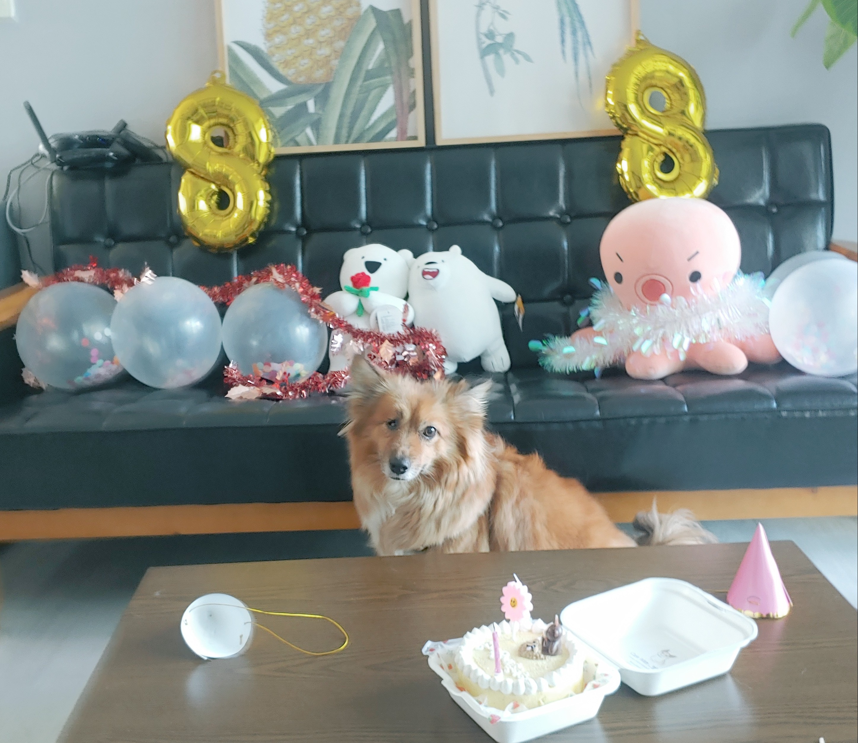 쫑이 입양5주년 후기