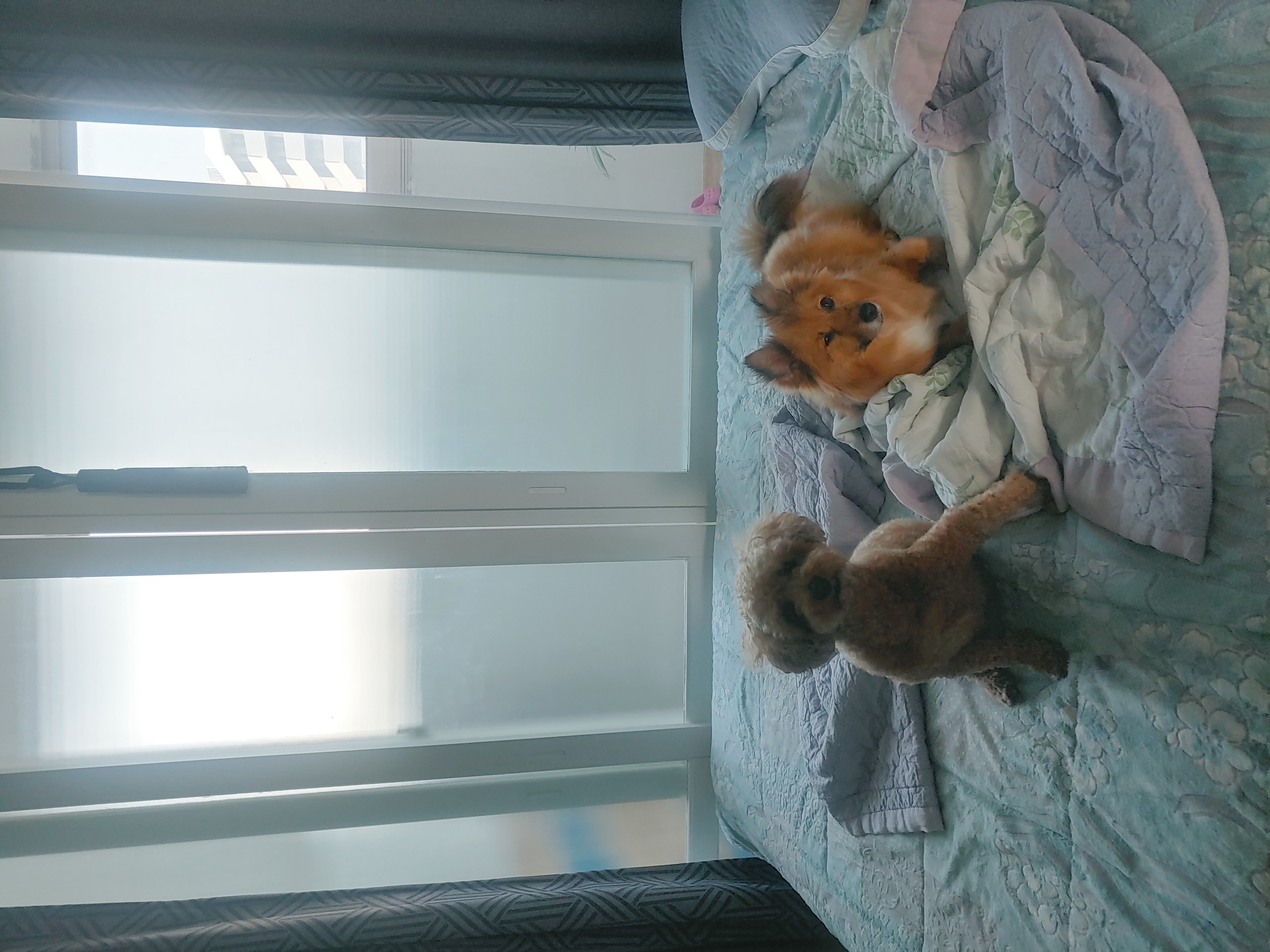 쫑이 입양5주년 후기