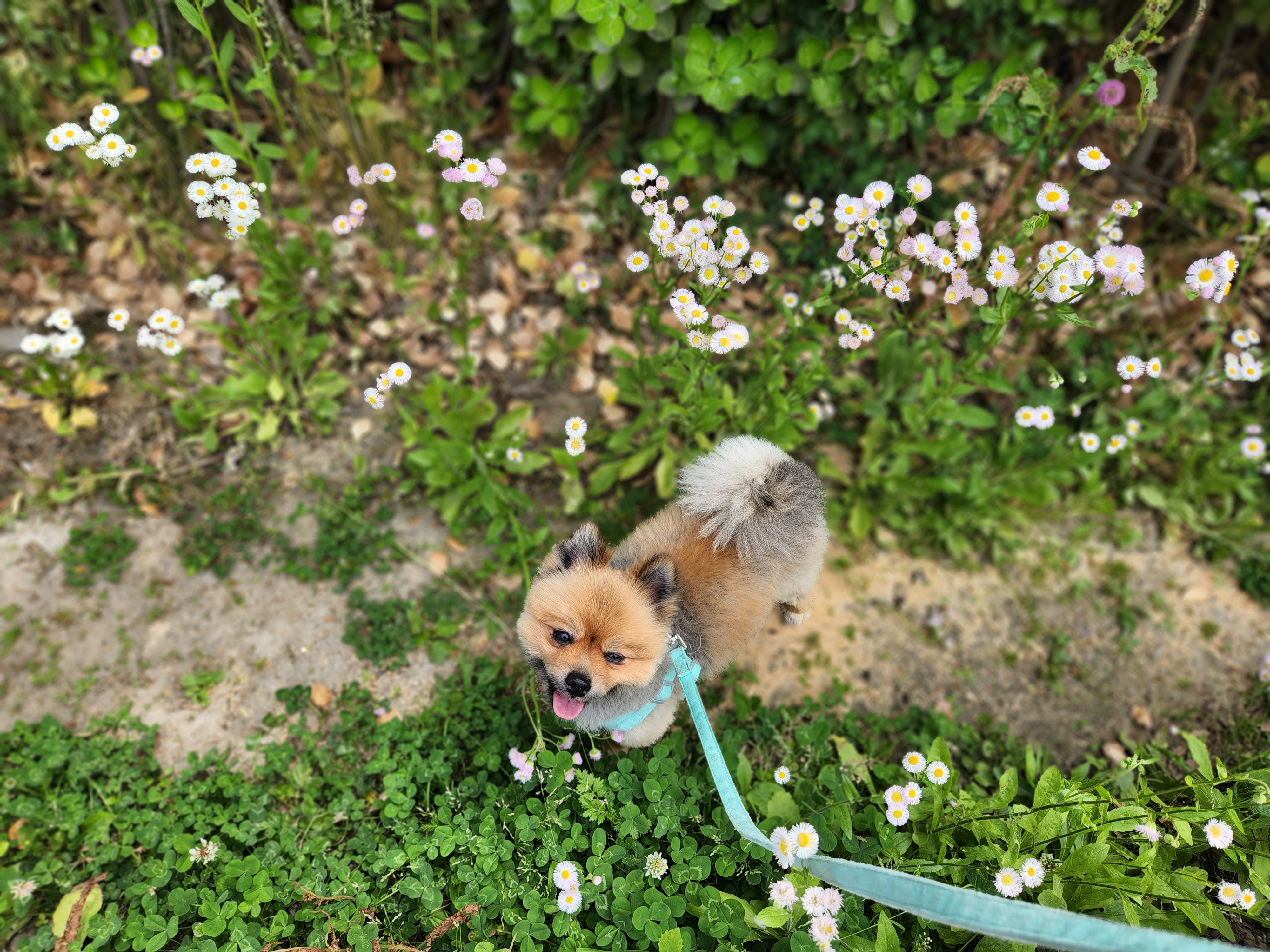 라쿤이 입양 1년