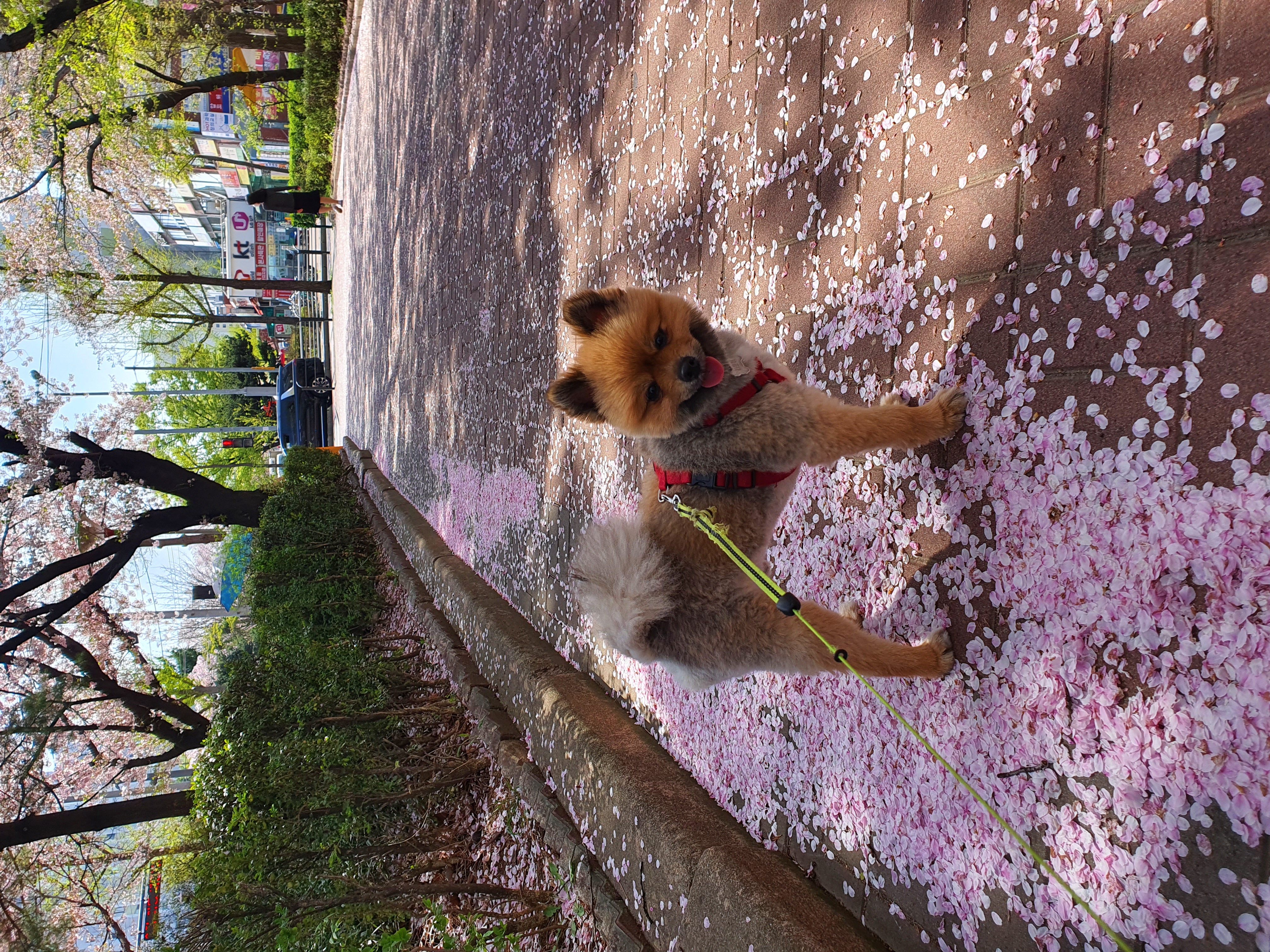 라쿤이 입양 1년