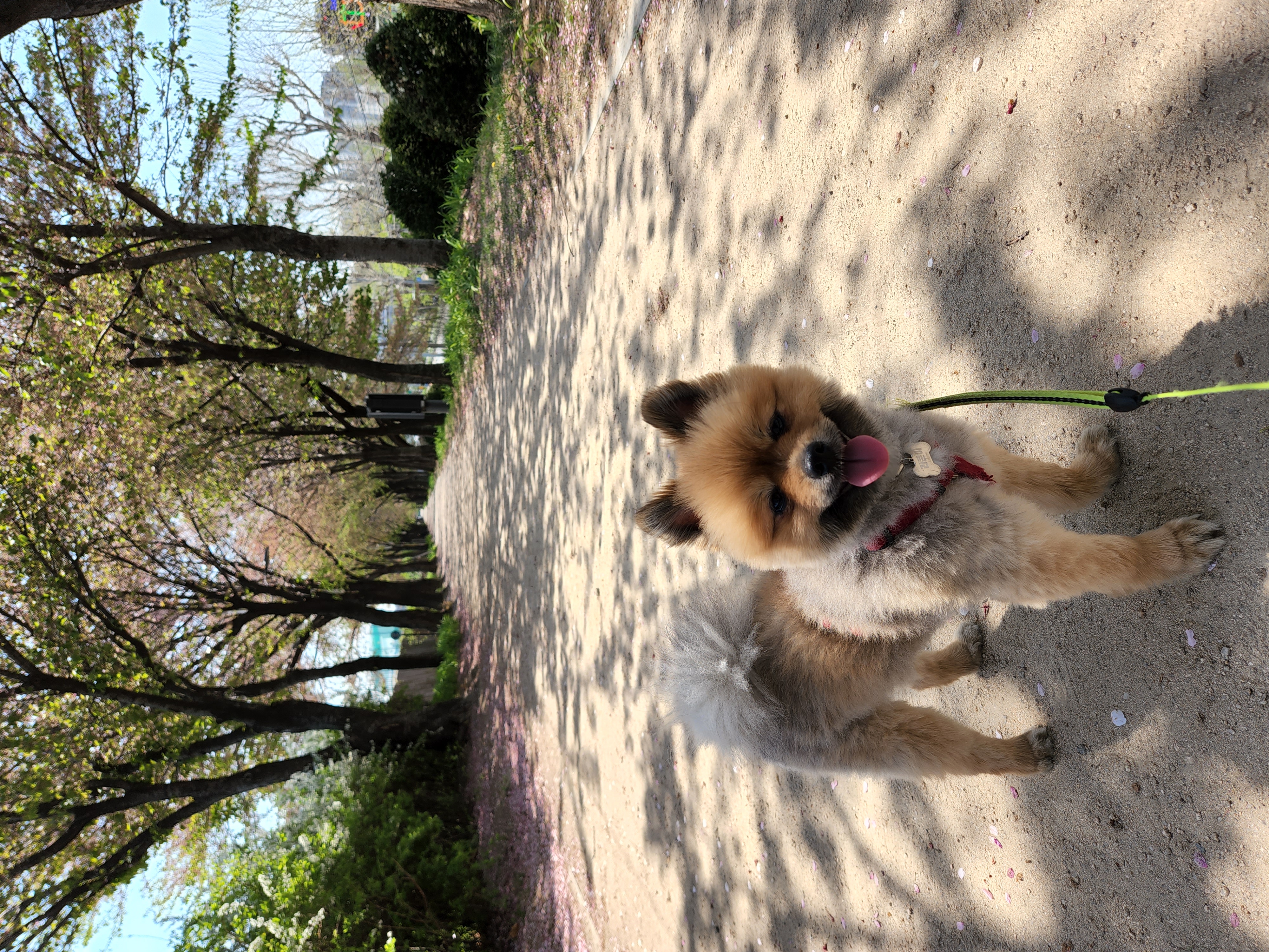 라쿤이 입양 1년