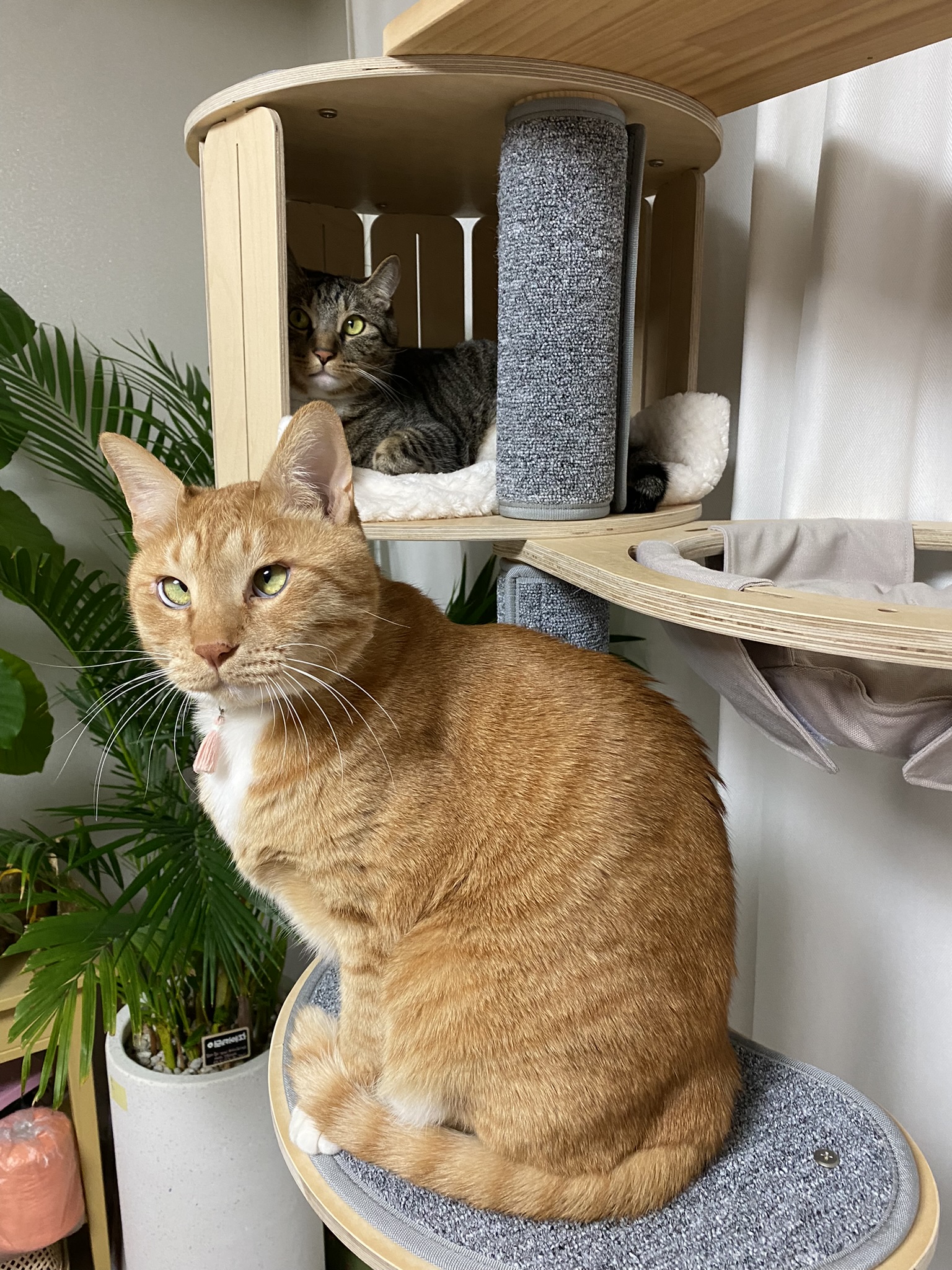 복동(야옹) & 깨비(나폴레옹) 잘 지내고 있습니다~!