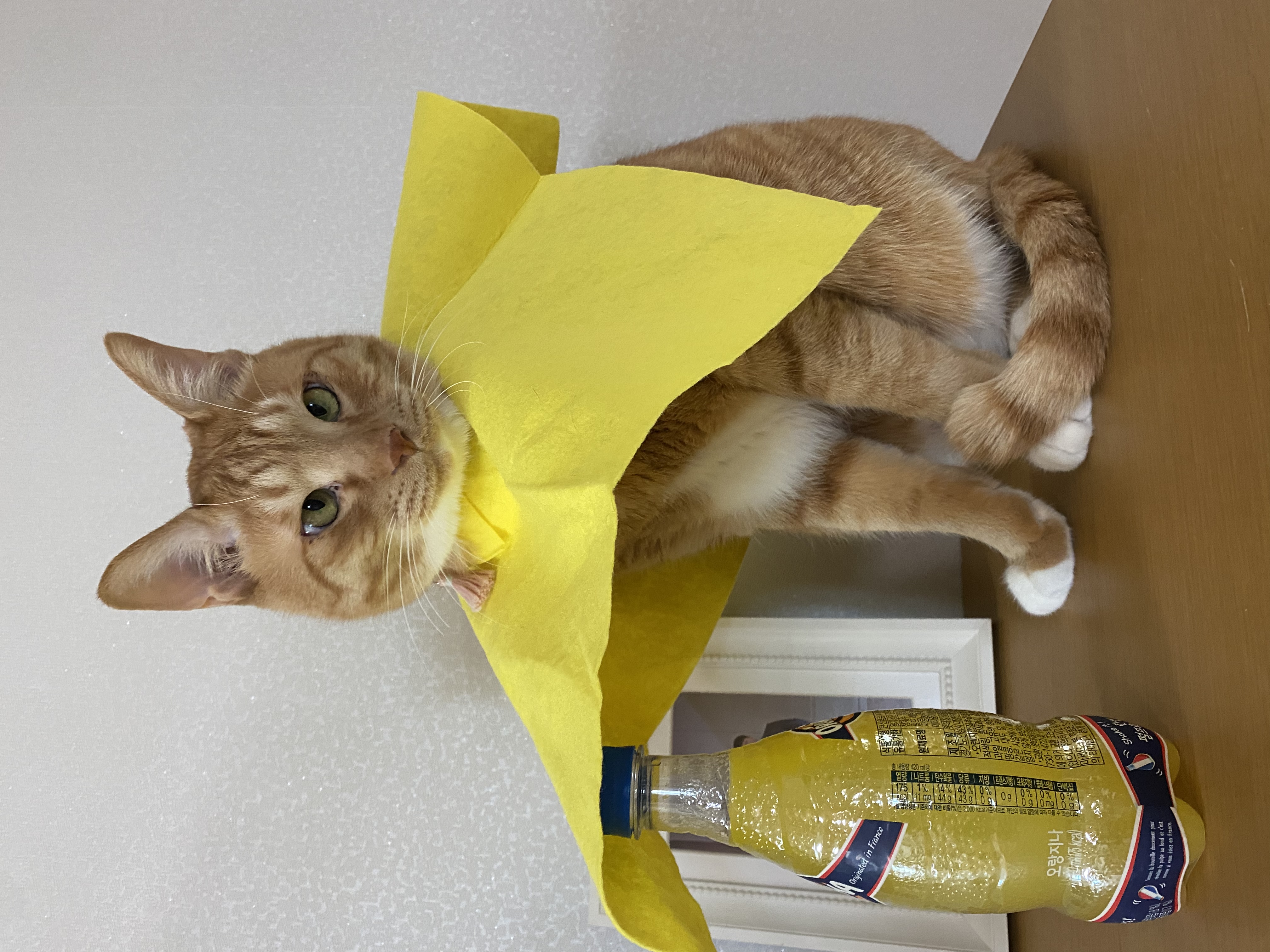 복동(야옹) & 깨비(나폴레옹) 잘 지내고 있습니다~!