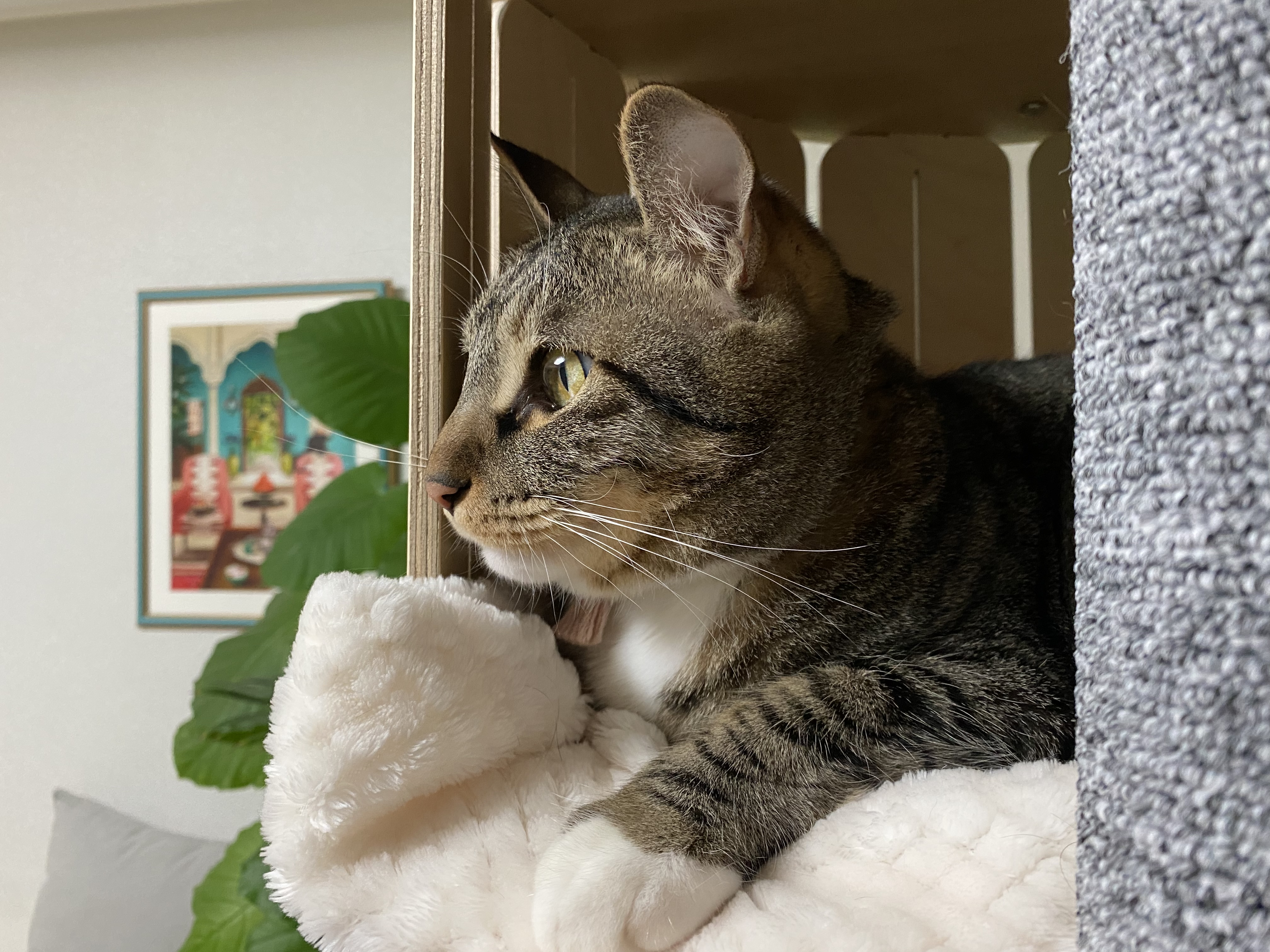 복동(야옹) & 깨비(나폴레옹) 잘 지내고 있습니다~!