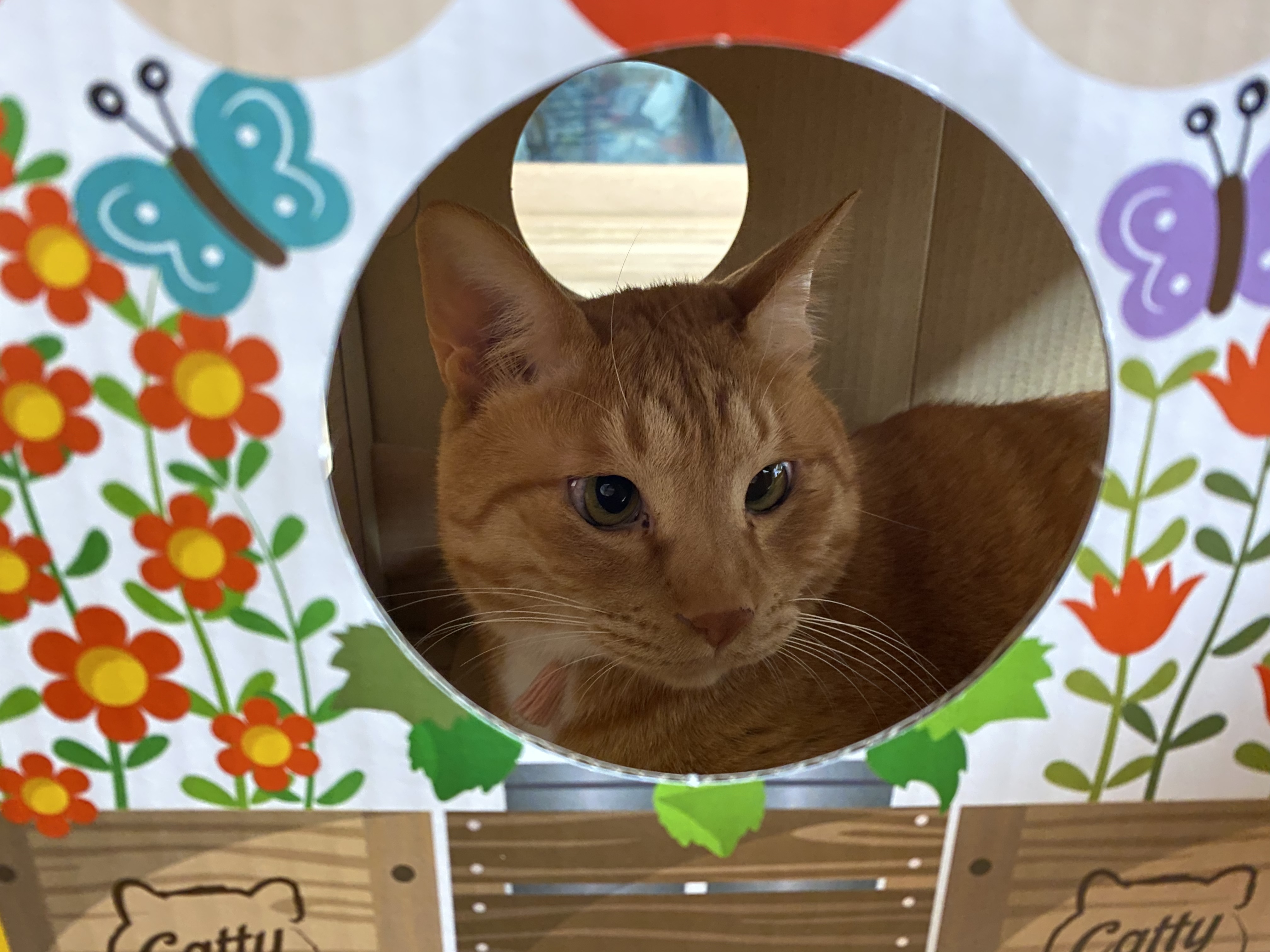 복동(야옹) & 깨비(나폴레옹) 잘 지내고 있습니다~!