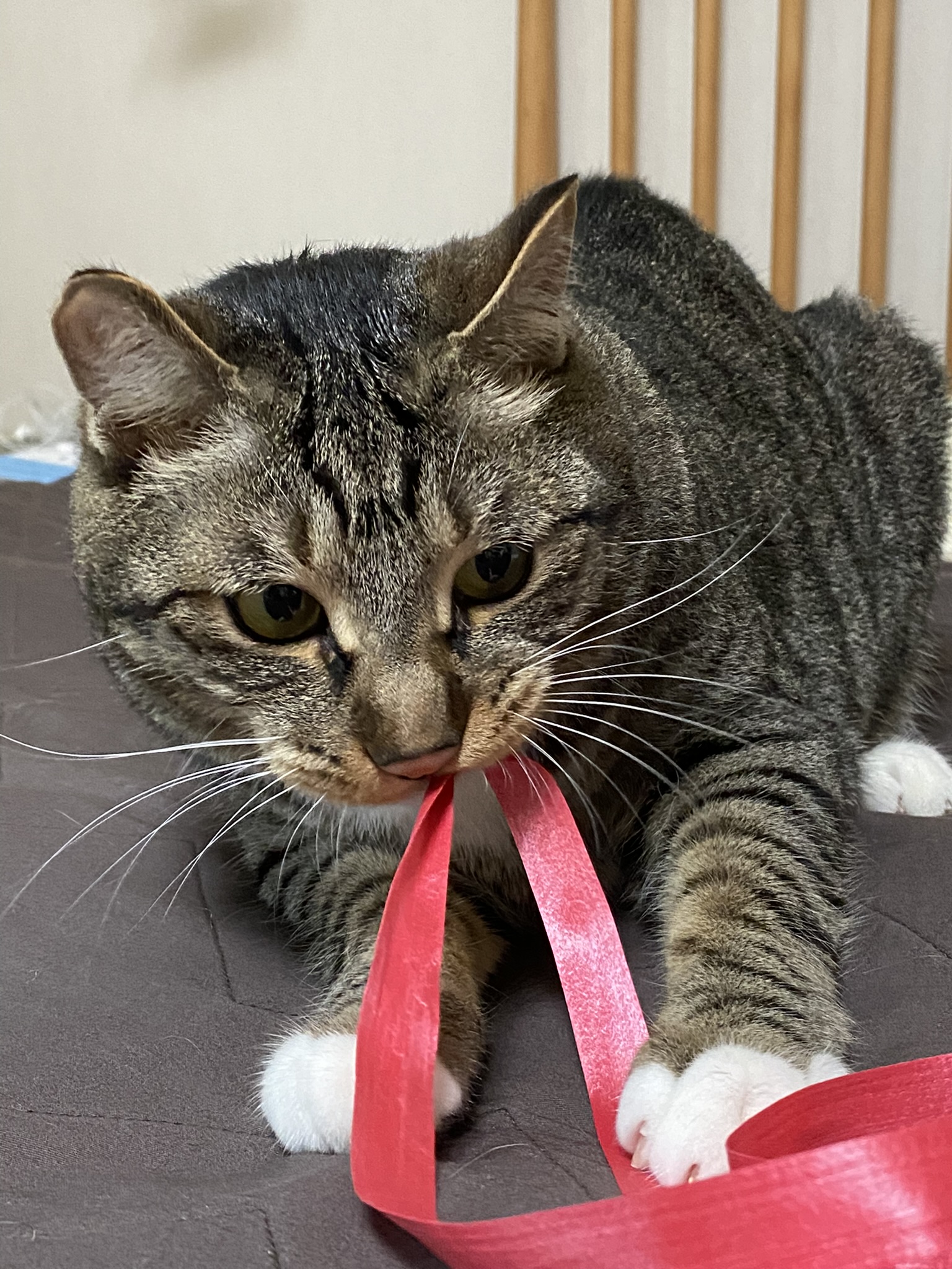 복동(야옹) & 깨비(나폴레옹) 잘 지내고 있습니다~!