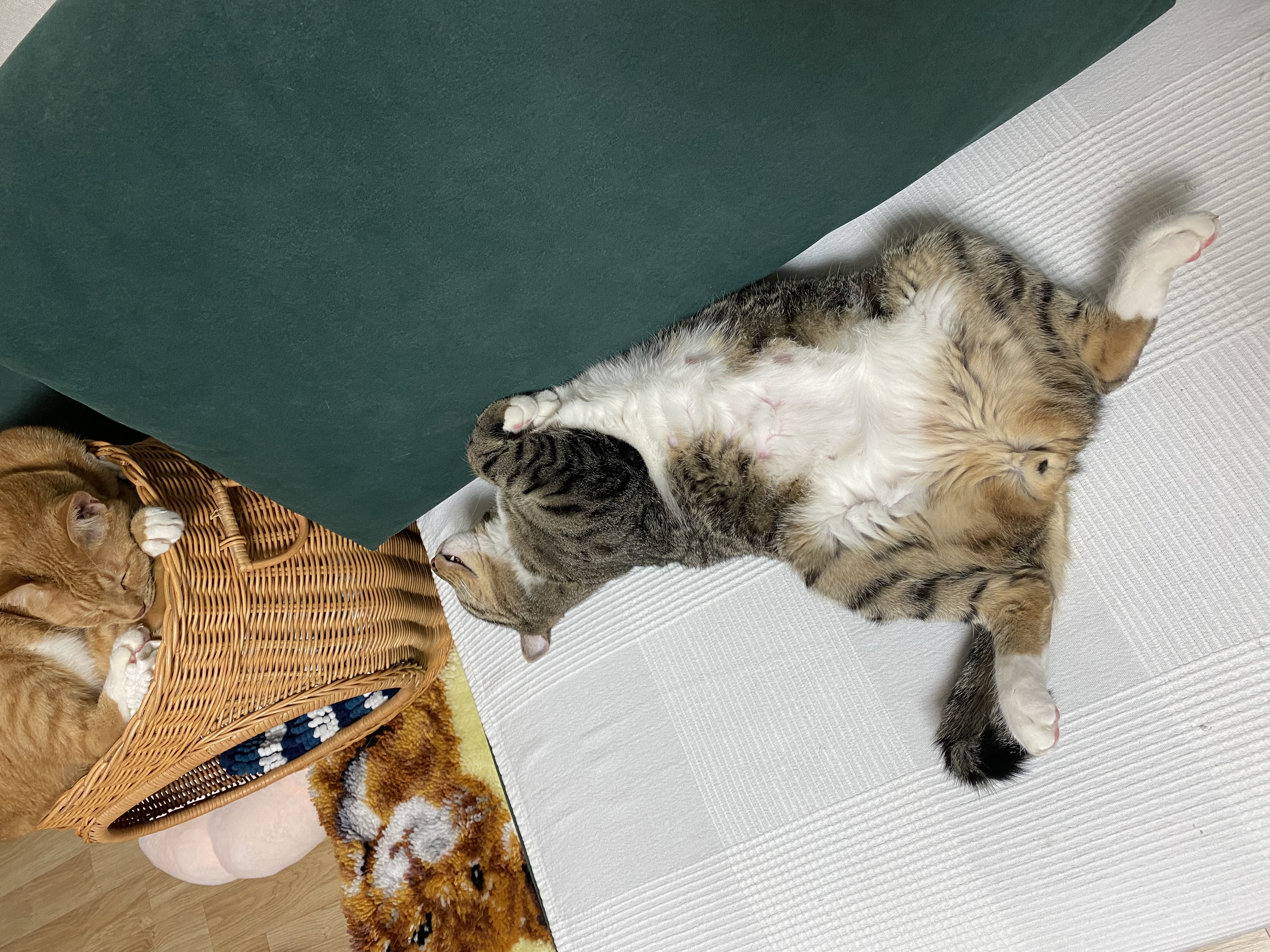 복동(야옹) & 깨비(나폴레옹) 잘 지내고 있습니다~!