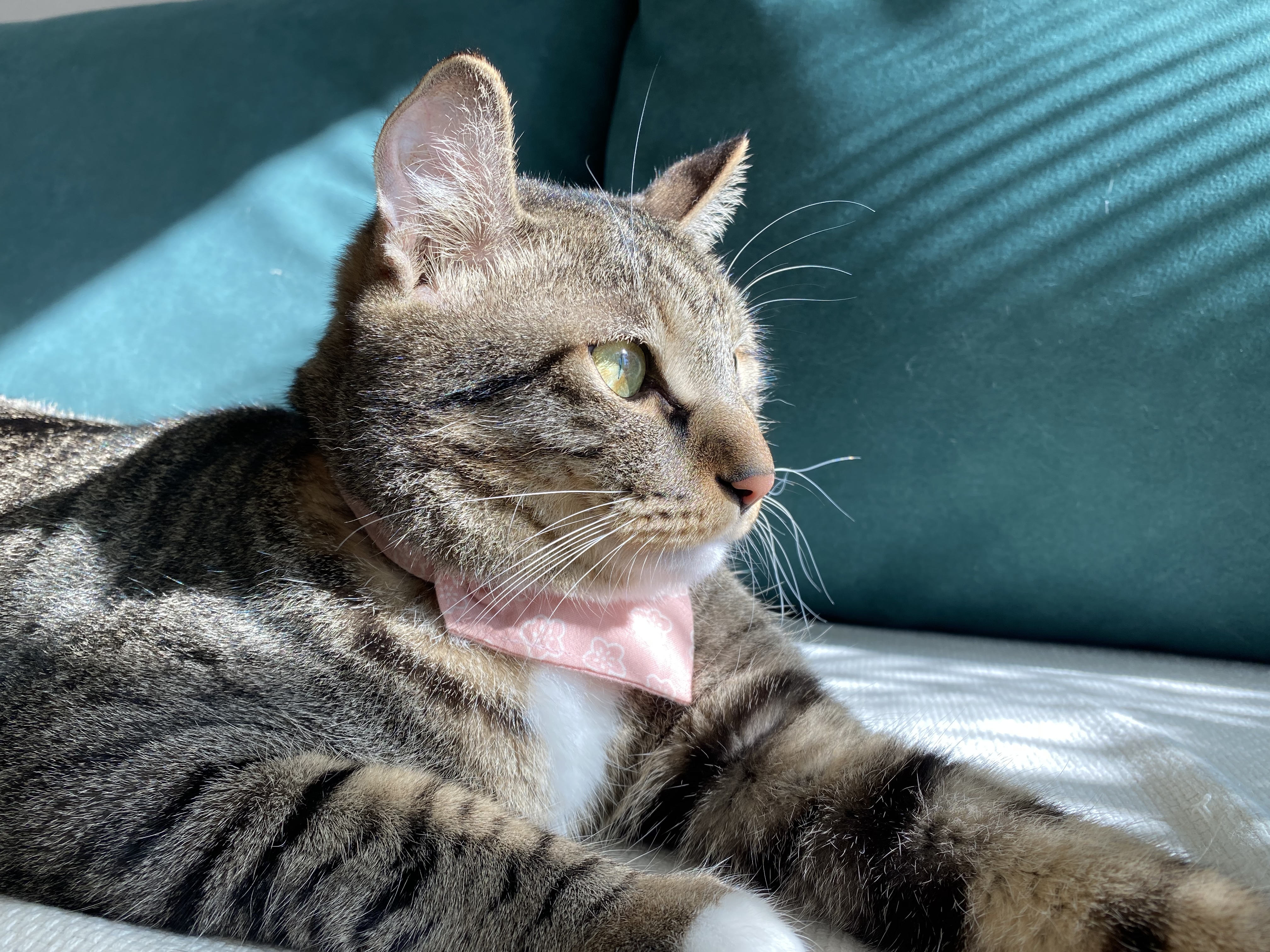 복동(야옹) & 깨비(나폴레옹) 잘 지내고 있습니다~!