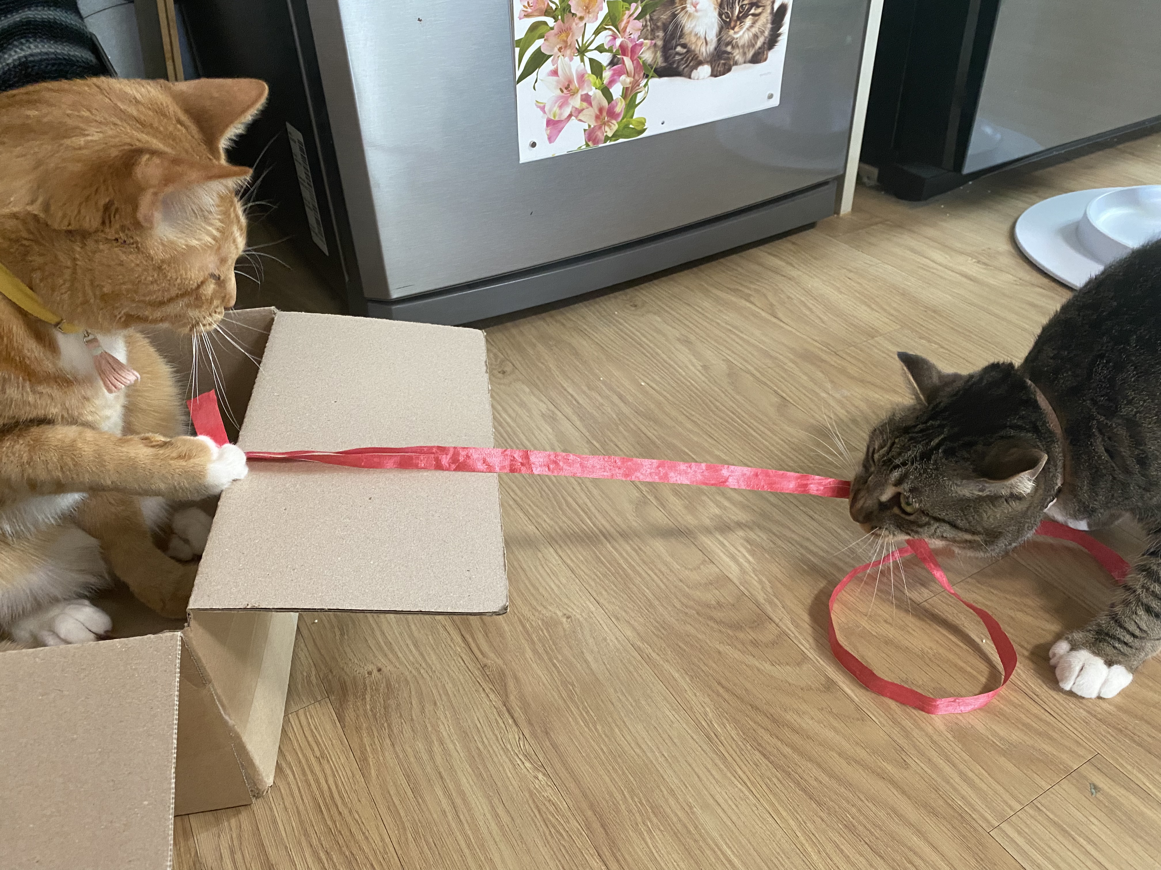 복동(야옹) & 깨비(나폴레옹) 잘 지내고 있습니다~!