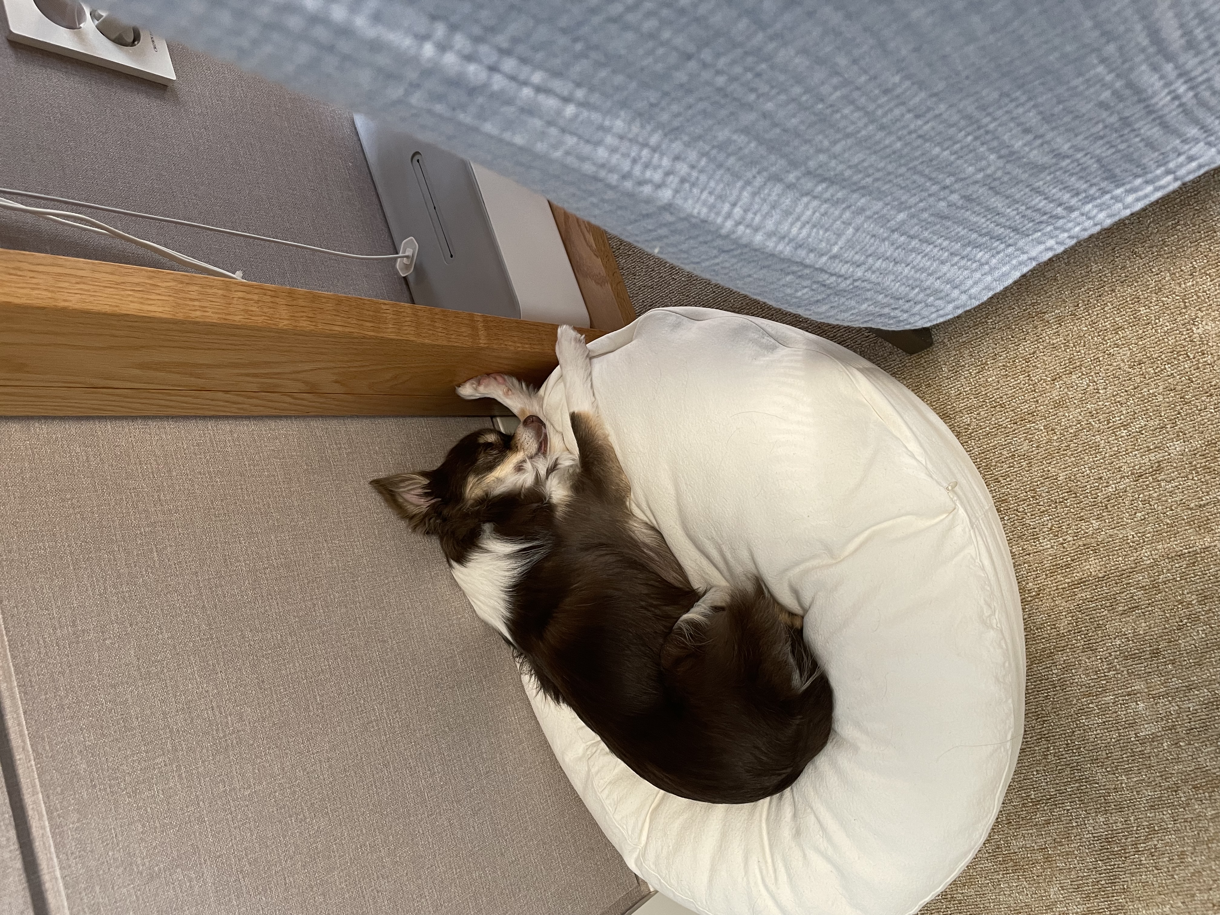 평택치와와 조이(구 사치)후기 전해요 :)