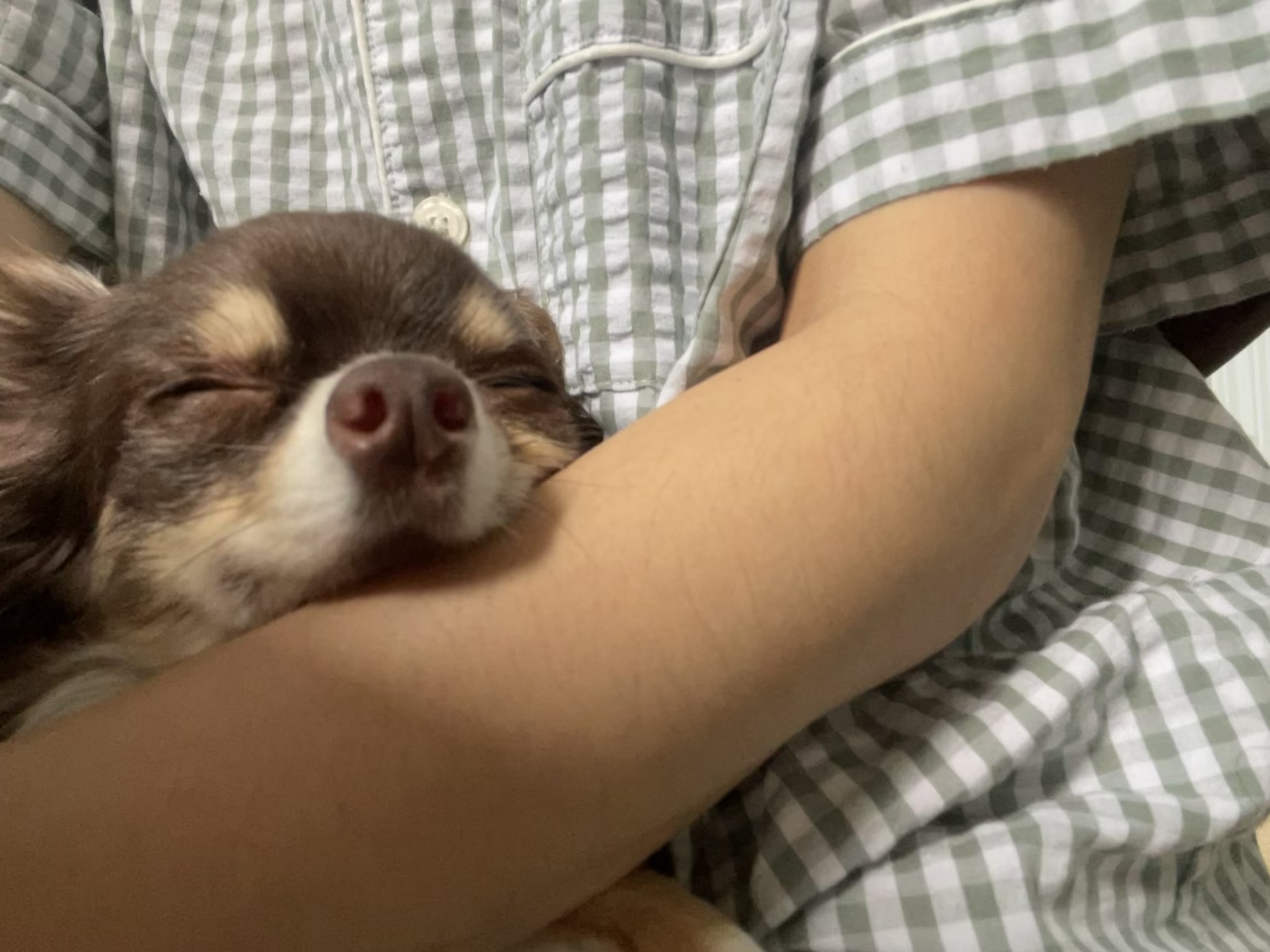 평택치와와 조이(구 사치)후기 전해요 :)