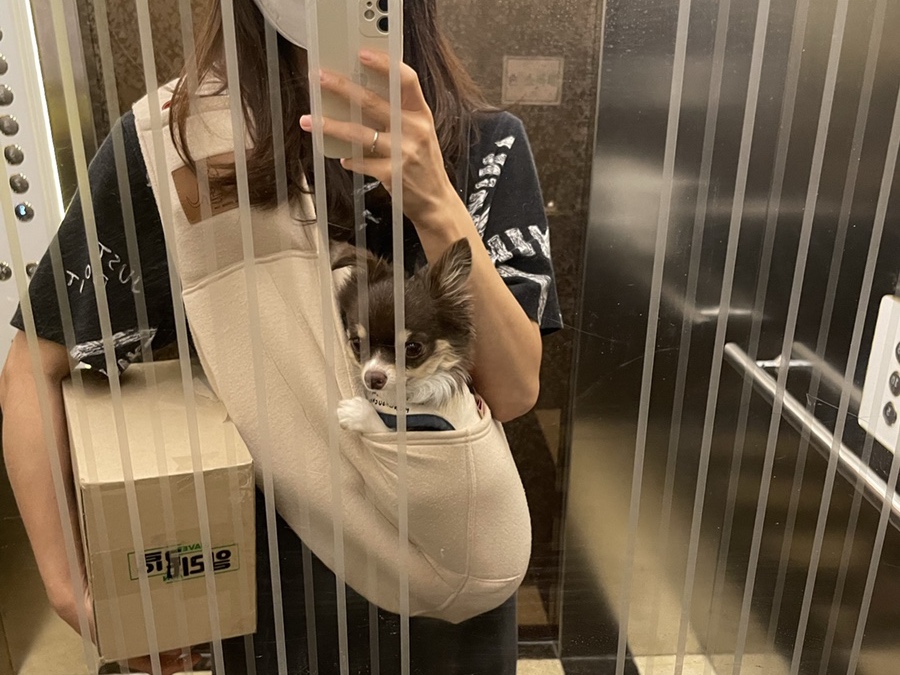 평택치와와 조이(구 사치)후기 전해요 :)