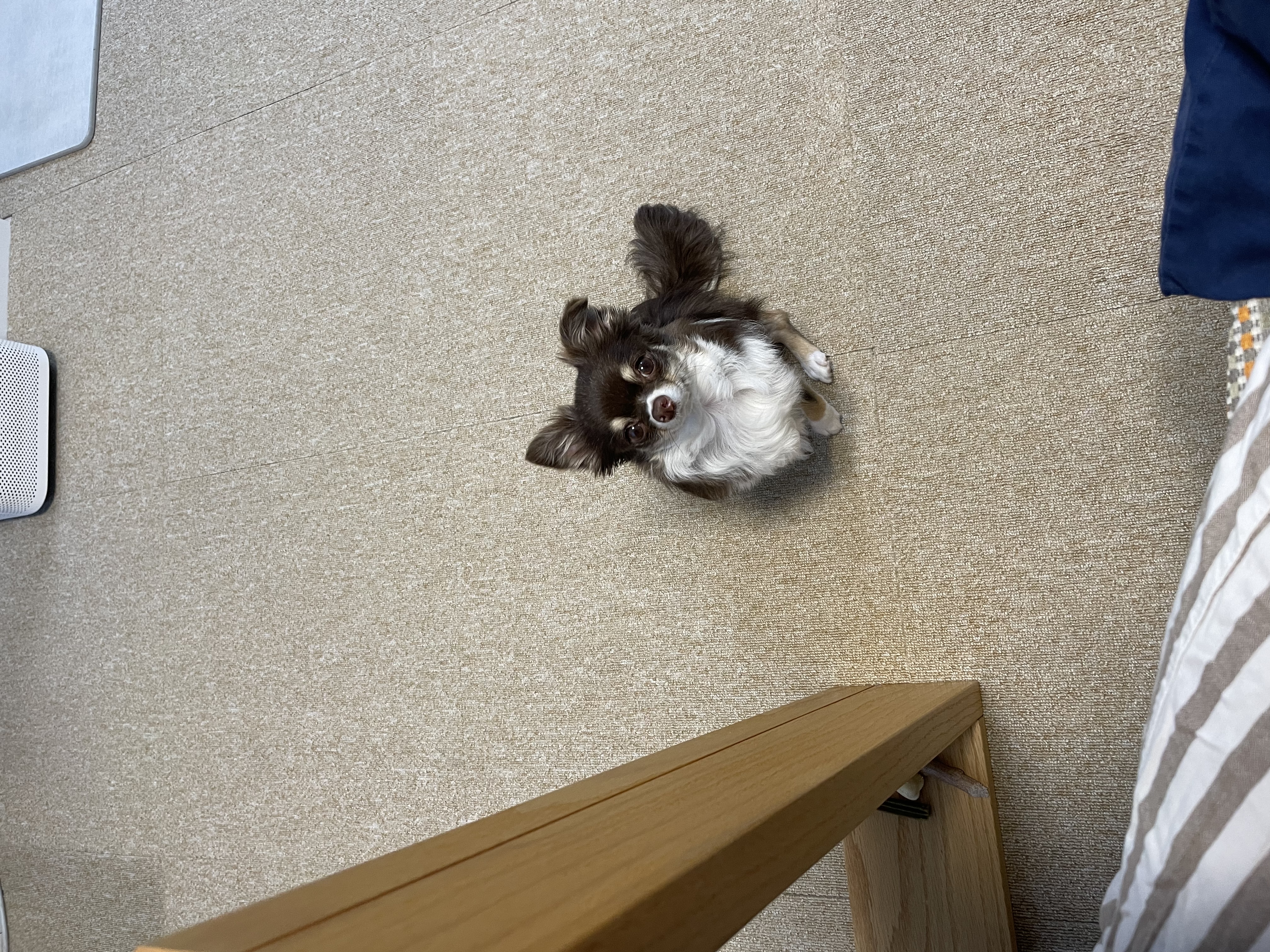 평택치와와 조이(구 사치)후기 전해요 :)