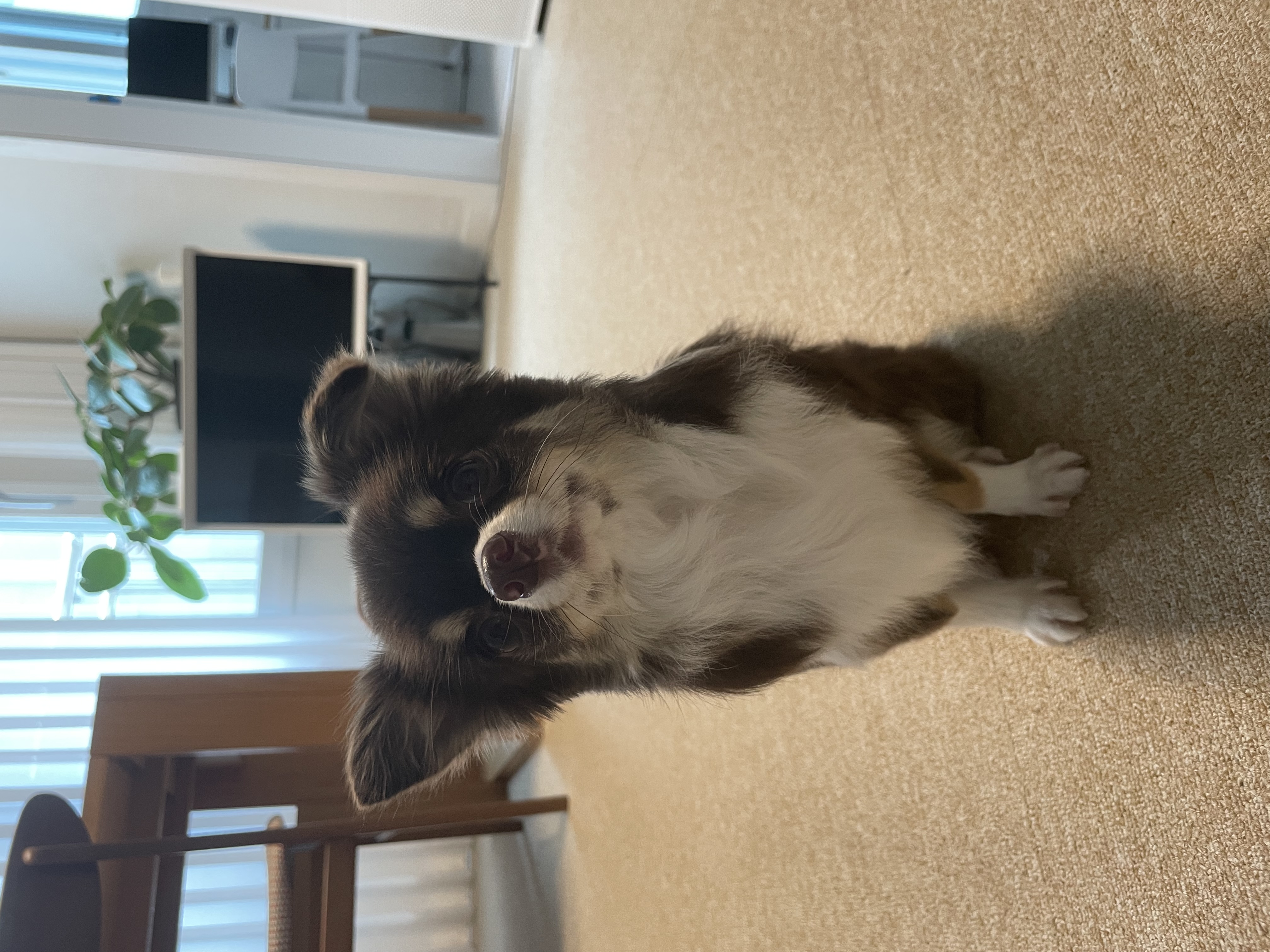 평택치와와 조이(구 사치)후기 전해요 :)