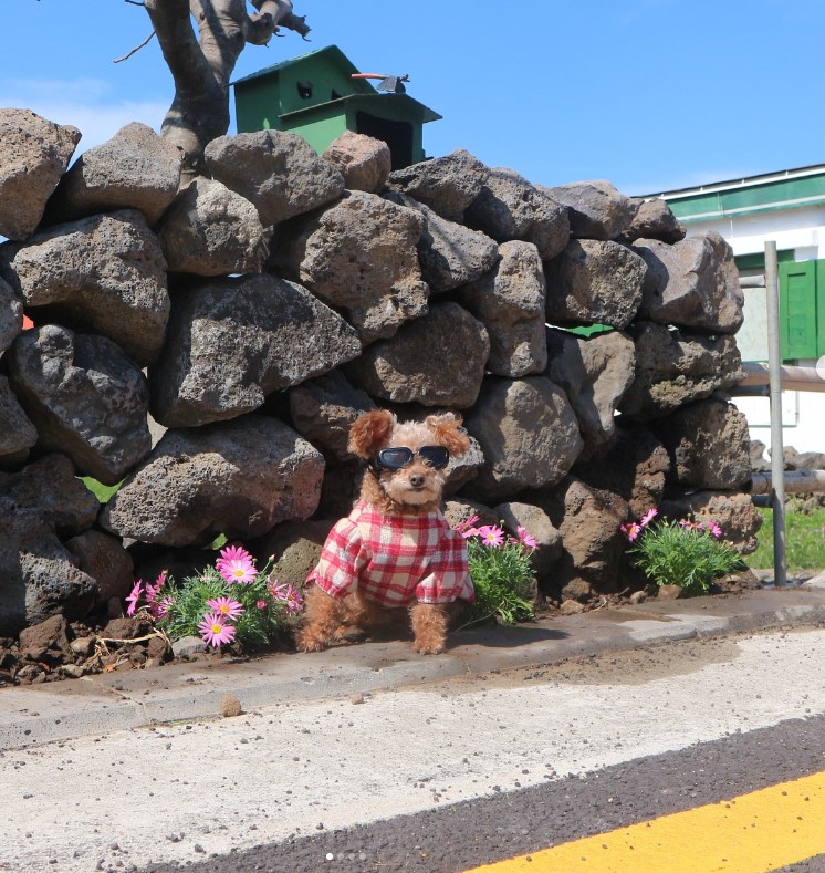 장금이 (시흥 영심이) 벌써 입양 3년이되었네요. ^^