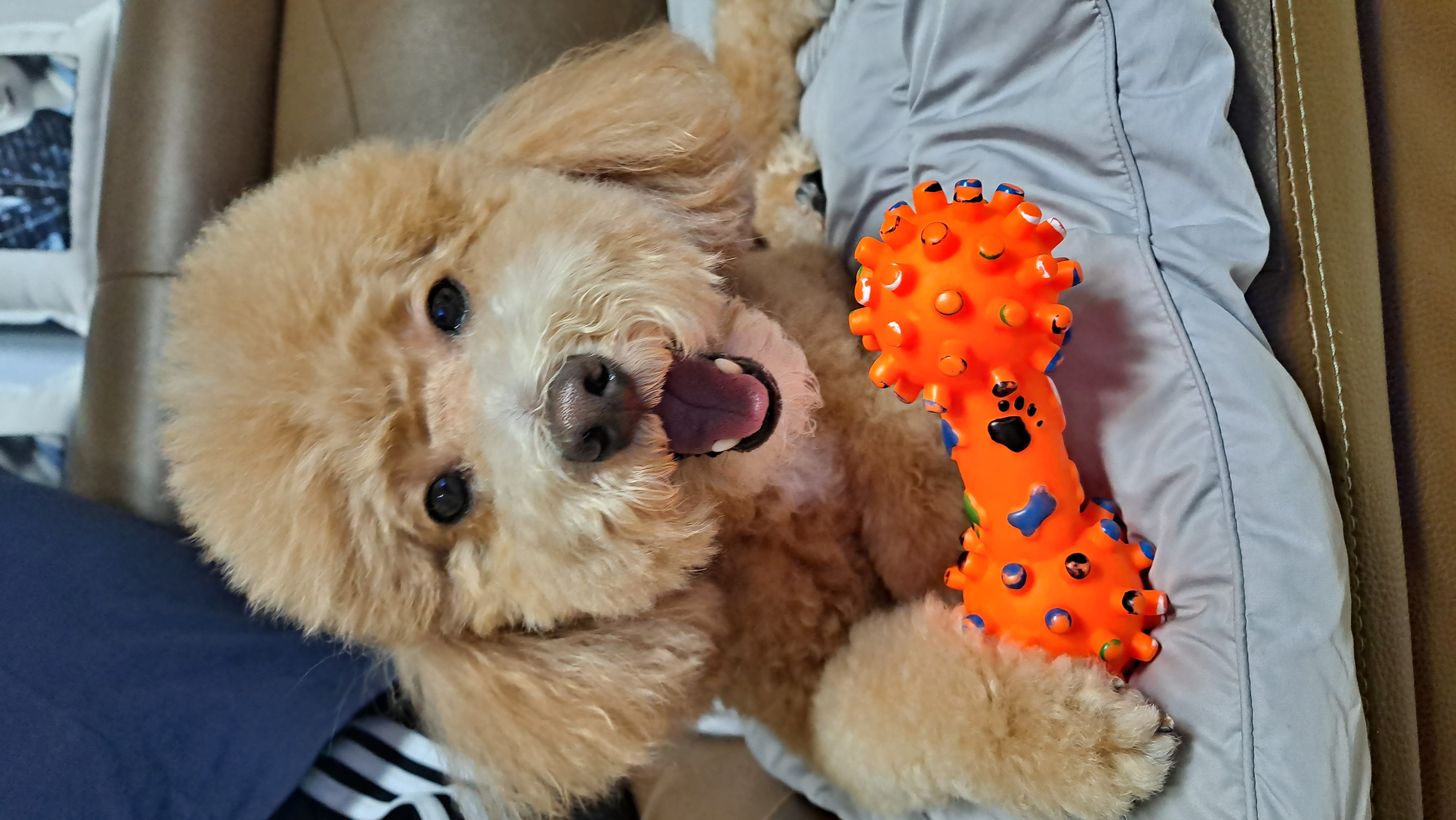 토토입양후기( 예전이름 승지옜던거같아요)