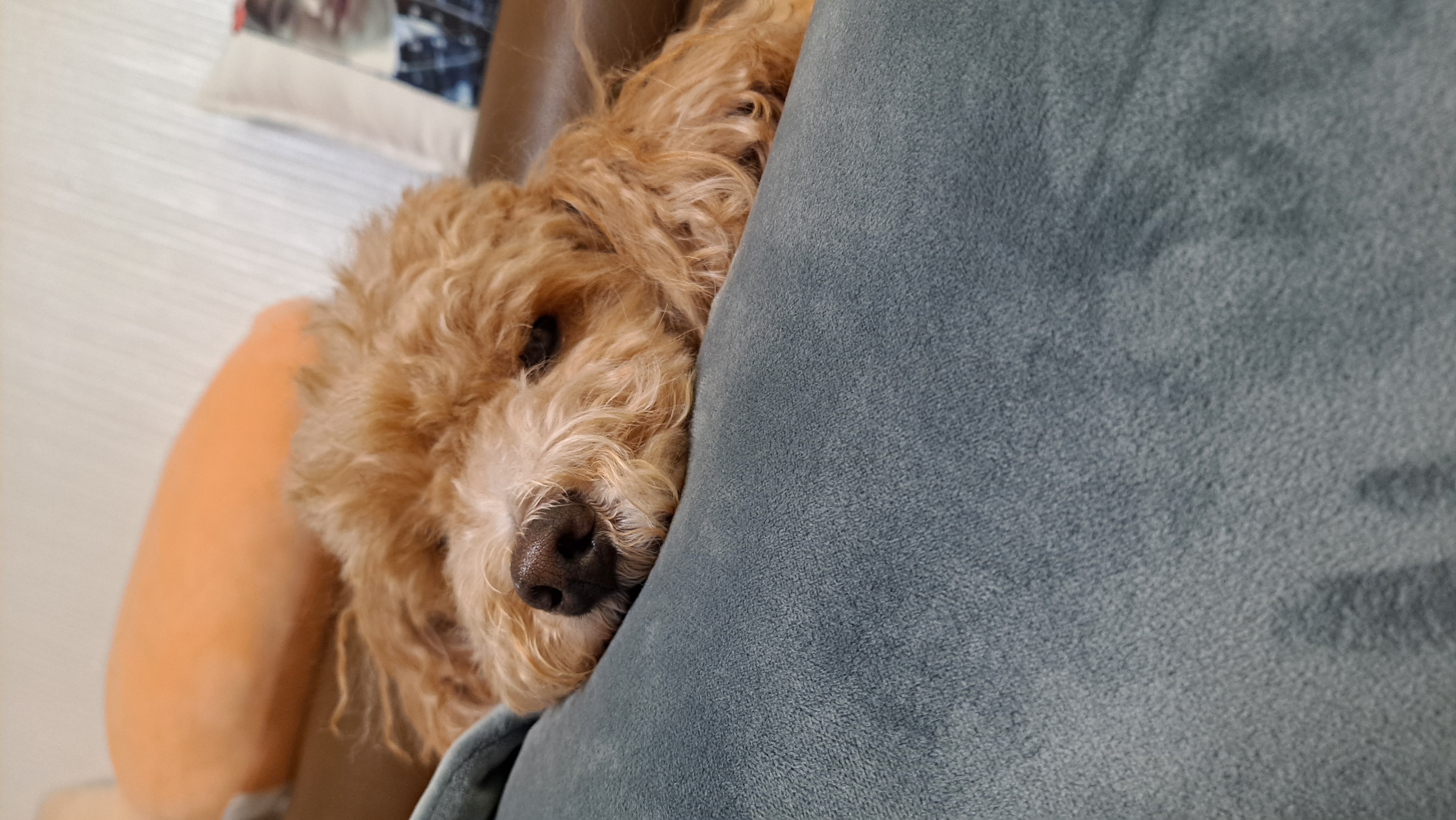 토토입양후기( 예전이름 승지옜던거같아요)