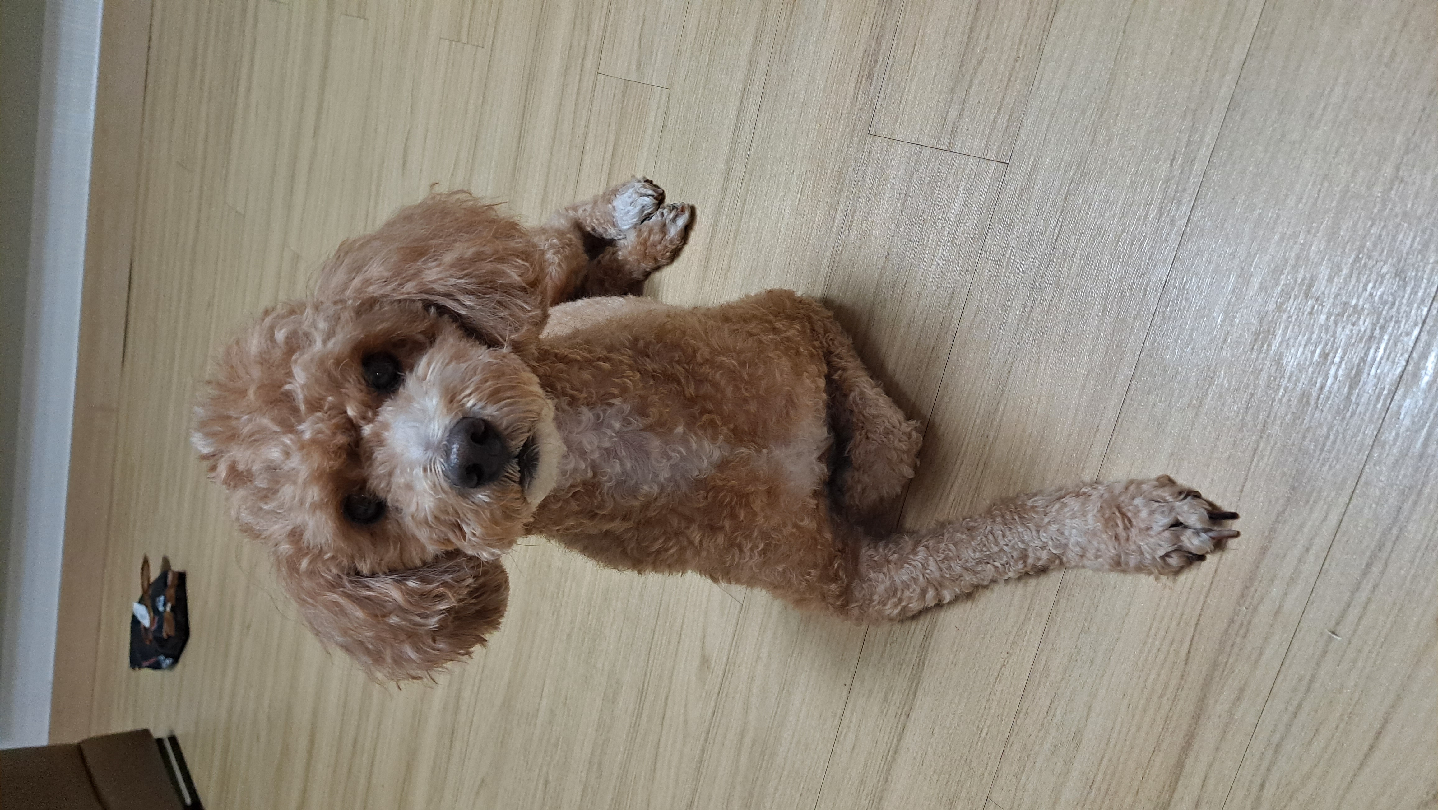 토토입양후기( 예전이름 승지옜던거같아요)