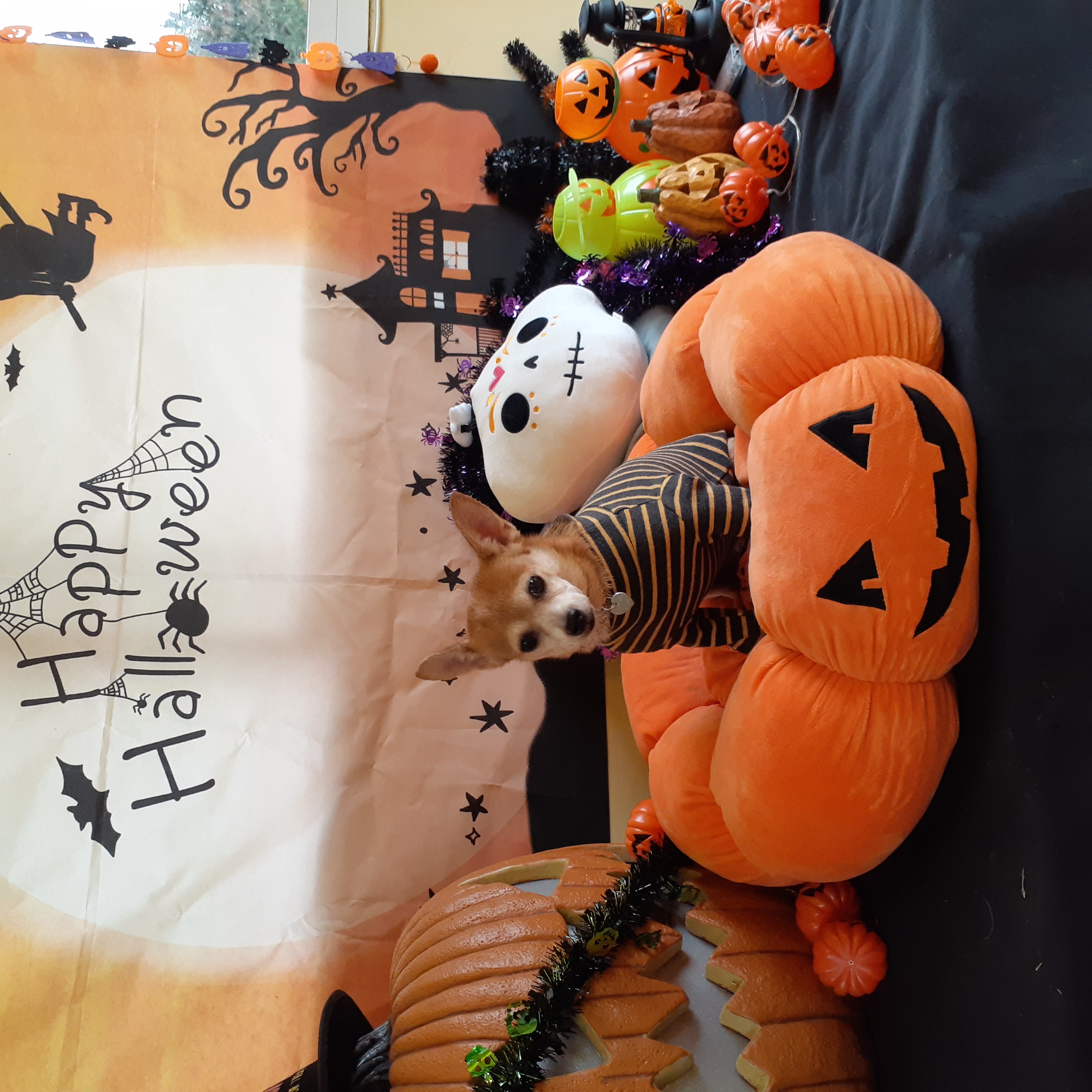 다람이 잘 지내고 있습니다.